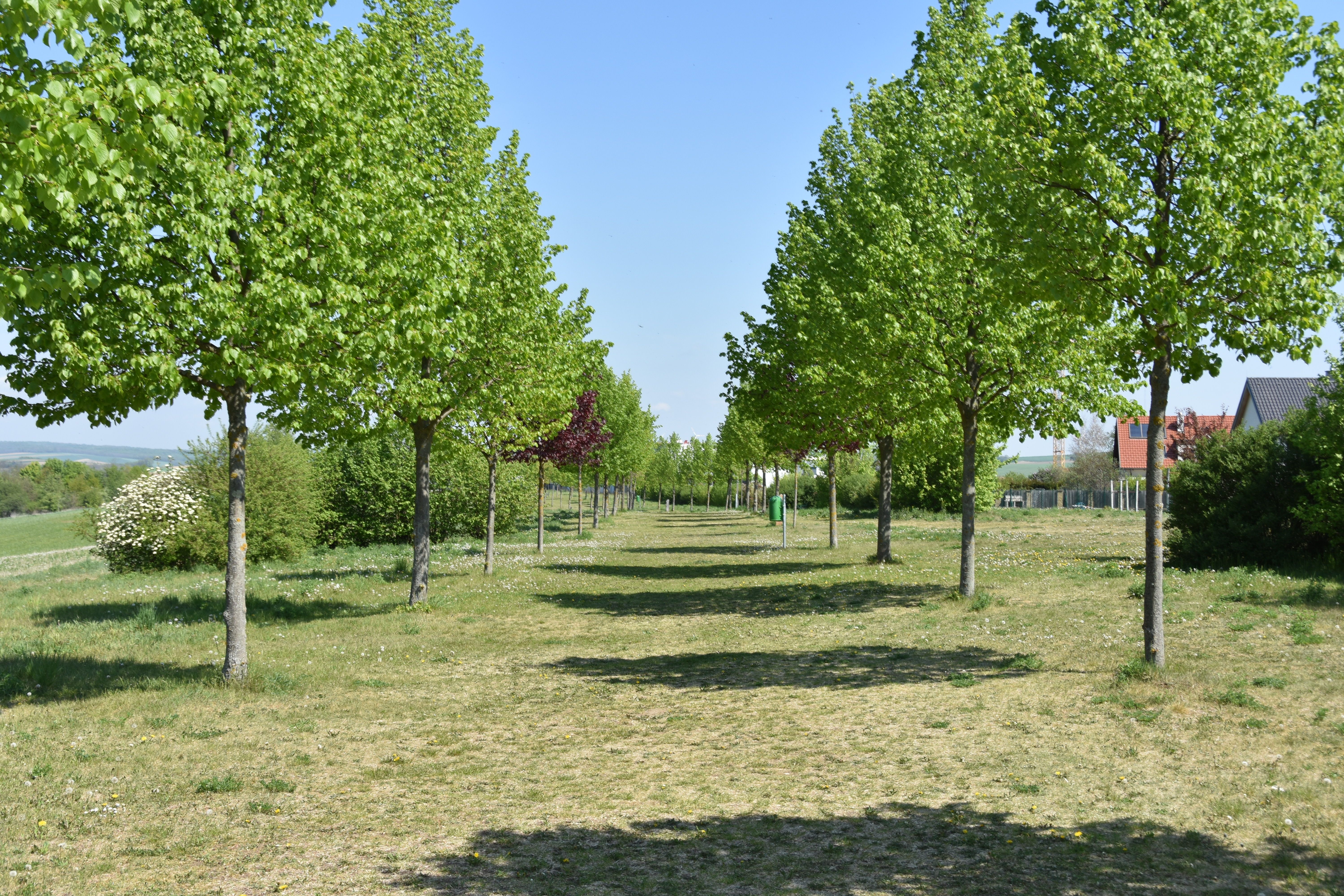 A tree-lined avenue with green grass and blue sky.