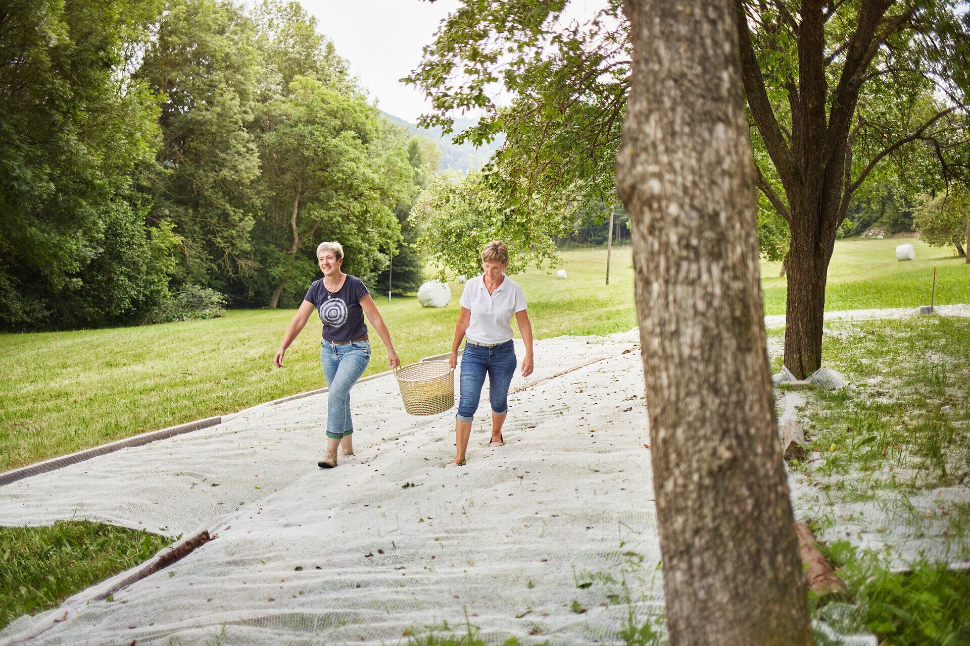 Two women enjoy the fresh air and the beauty of nature as they walk through the rolling hills with a basket. Surrounded by lush greenery and the scent of ripe fruit, they feel the joy of harvest time. This peaceful scene invites you to discover the rural idyll and the delicious fruits of the region.