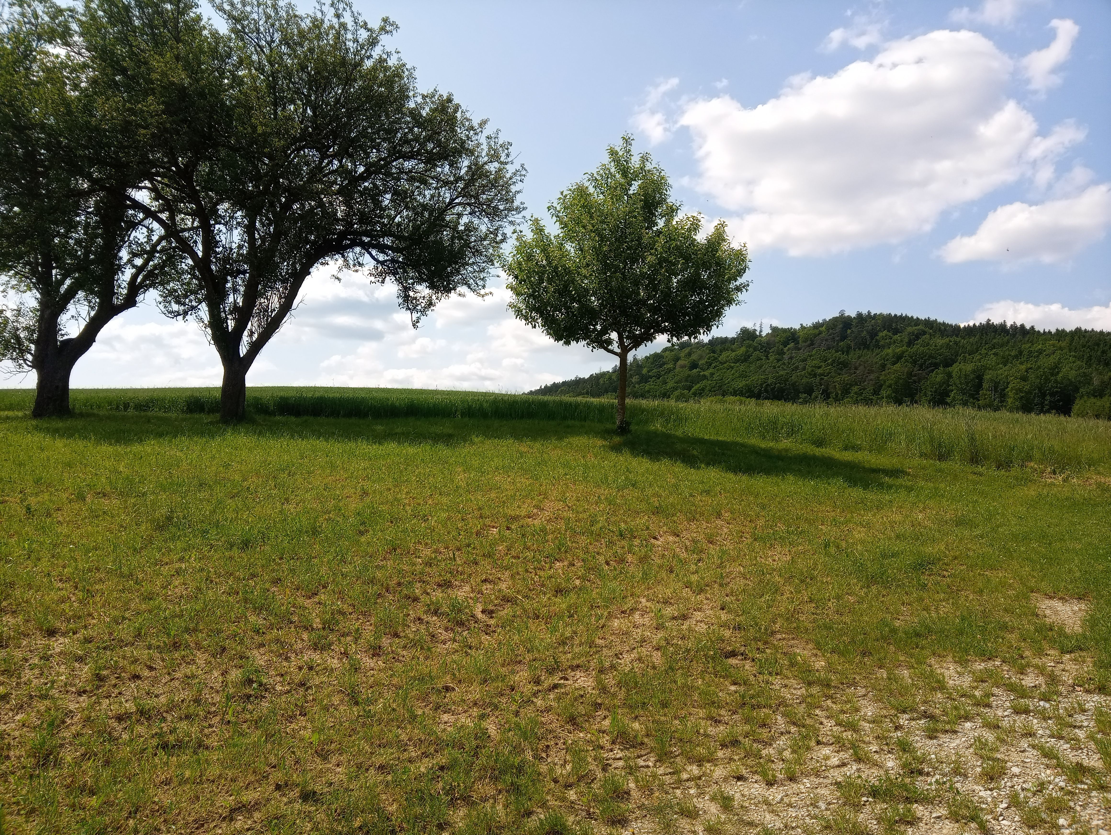 Two trees in a meadow with hills in the background under a blue sky with clouds.