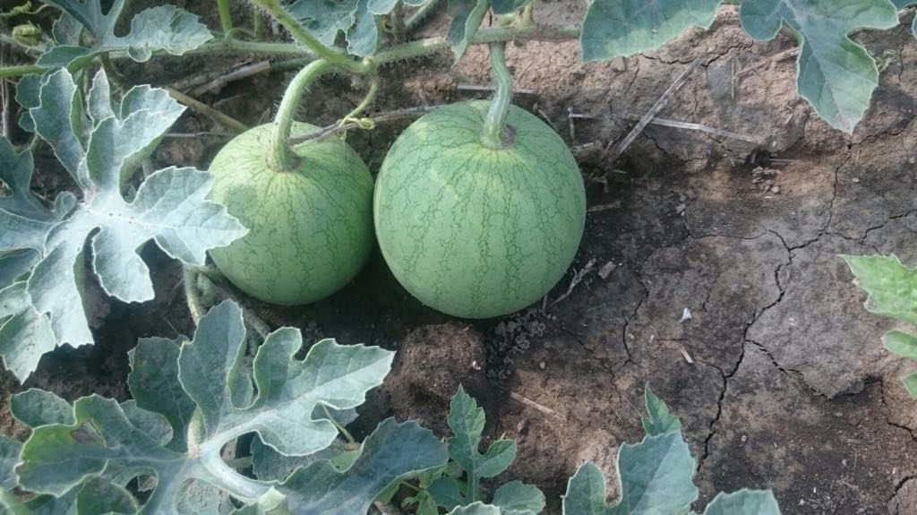 Melons in the field, Brucker melons