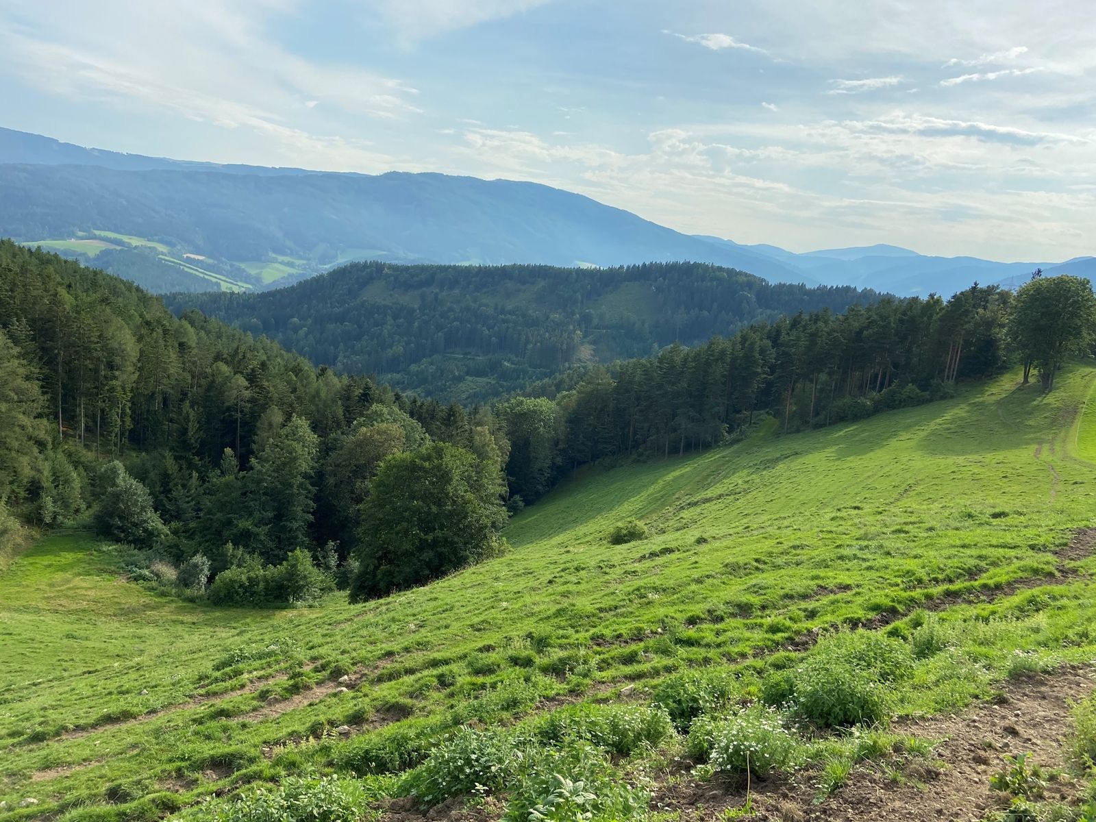 Green hilly landscape with forest and mountains in the background under a blue sky.