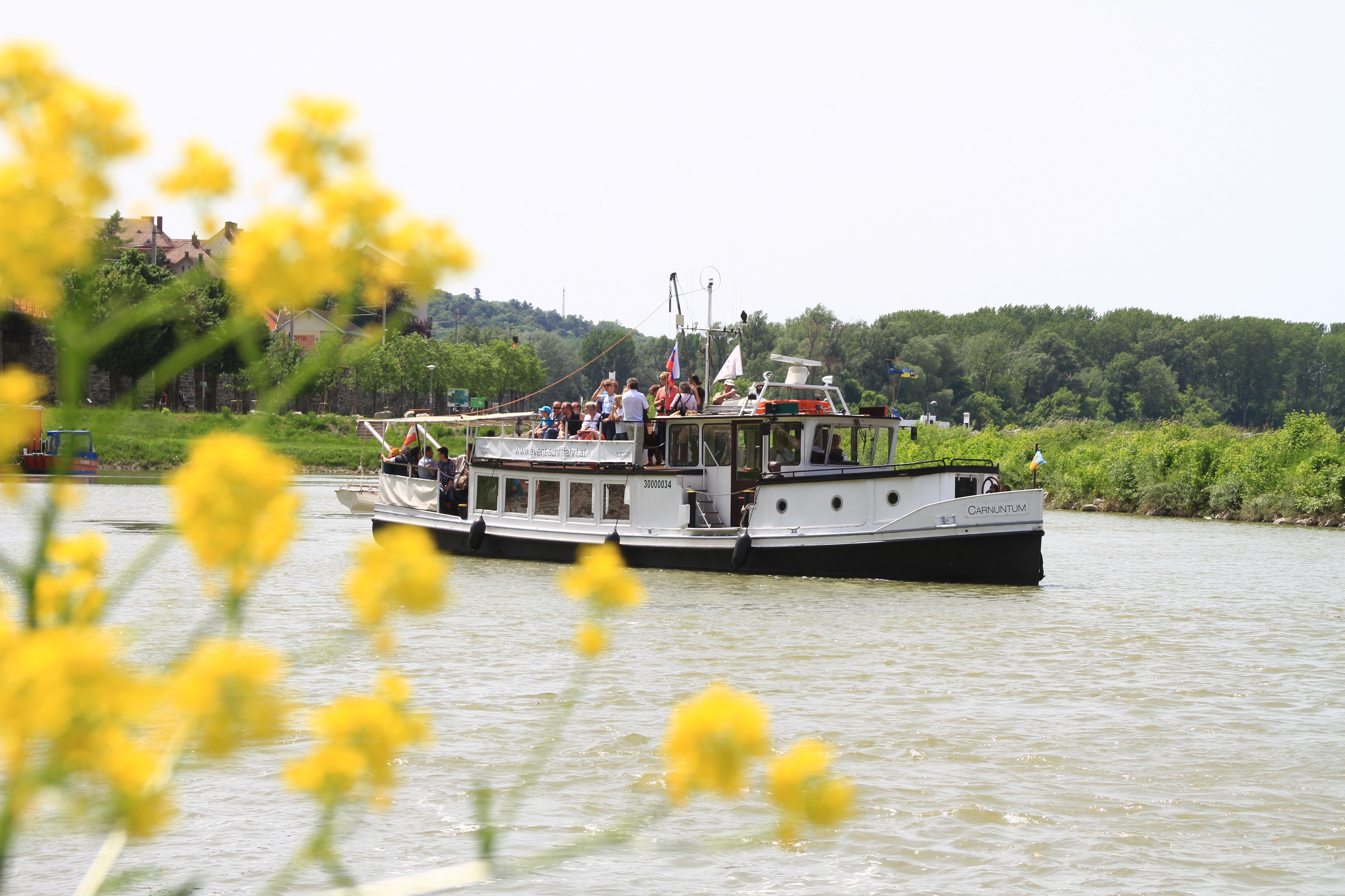 An excursion boat on a river, surrounded by a green landscape and yellow flowers in the foreground.