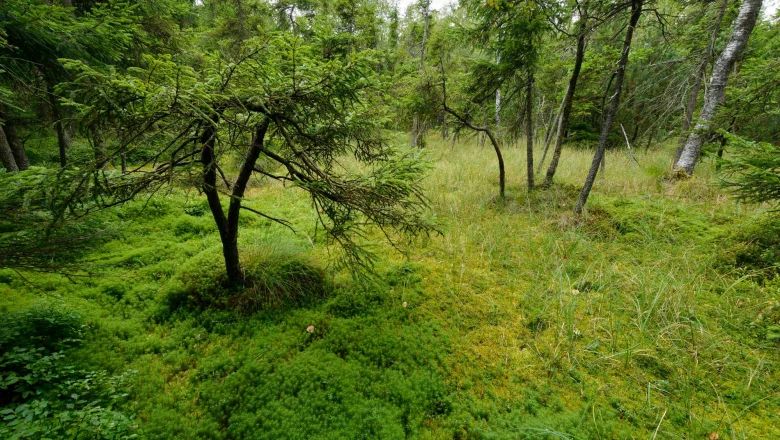 A green high moor with trees and moss.