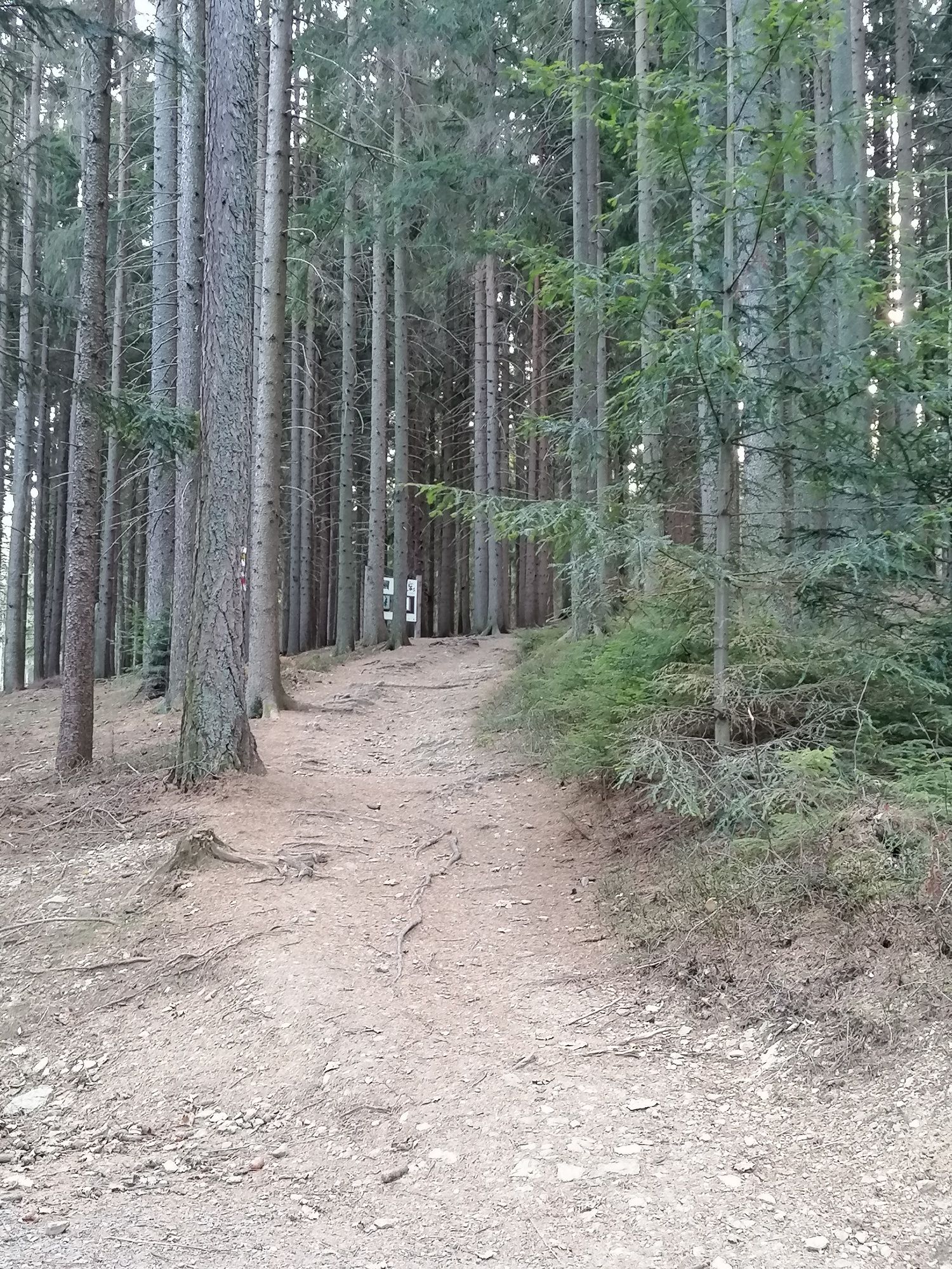 Forest path near the adventure arena