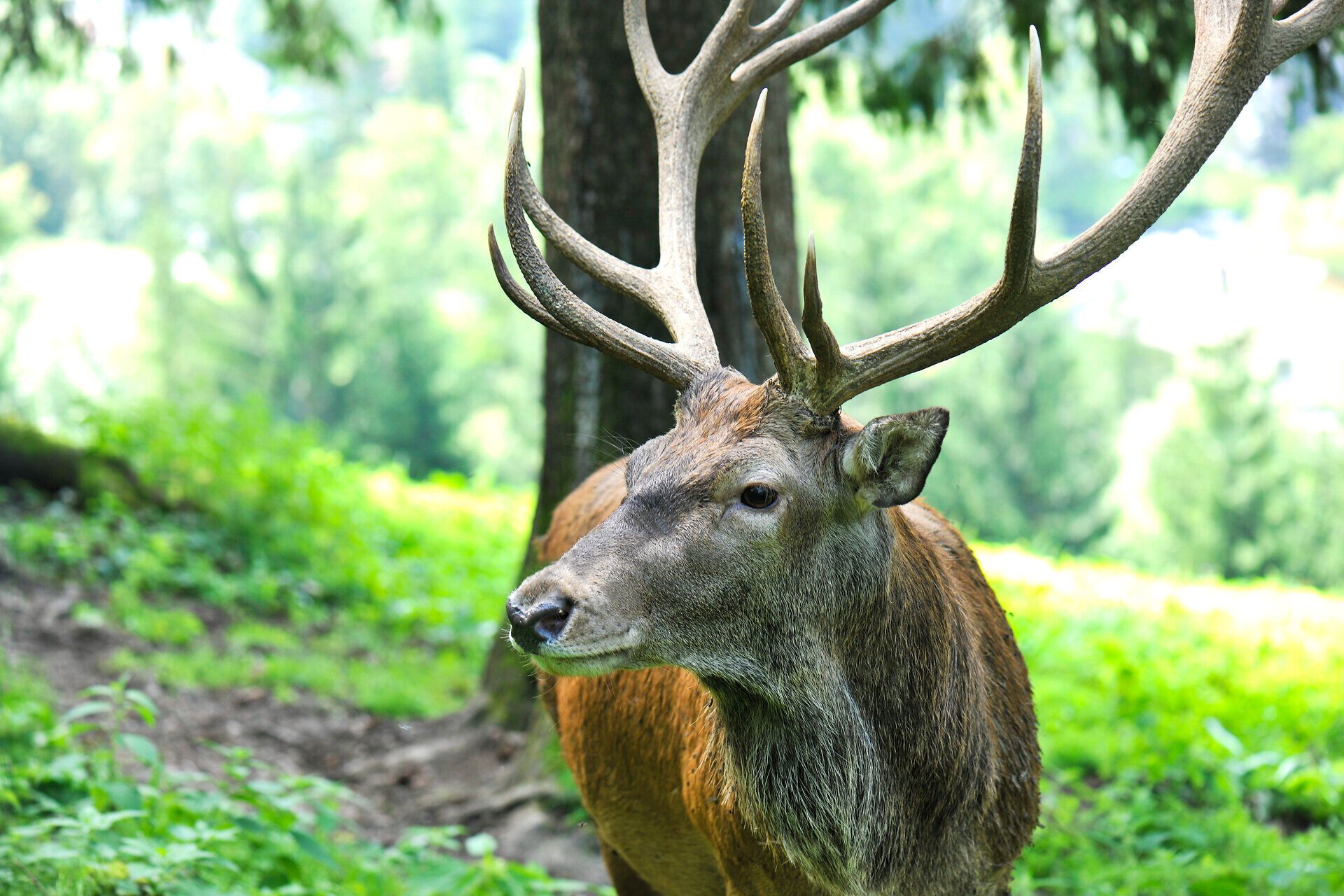 In the idyllic summer landscape of Falkenstein Nature Park, a majestic stag roams through the lush meadows. Surrounded by lush greenery and the gentle rustling of the trees, the scene conveys a feeling of peace and freedom. Here, where nature is in full bloom, every moment becomes an unforgettable experience.