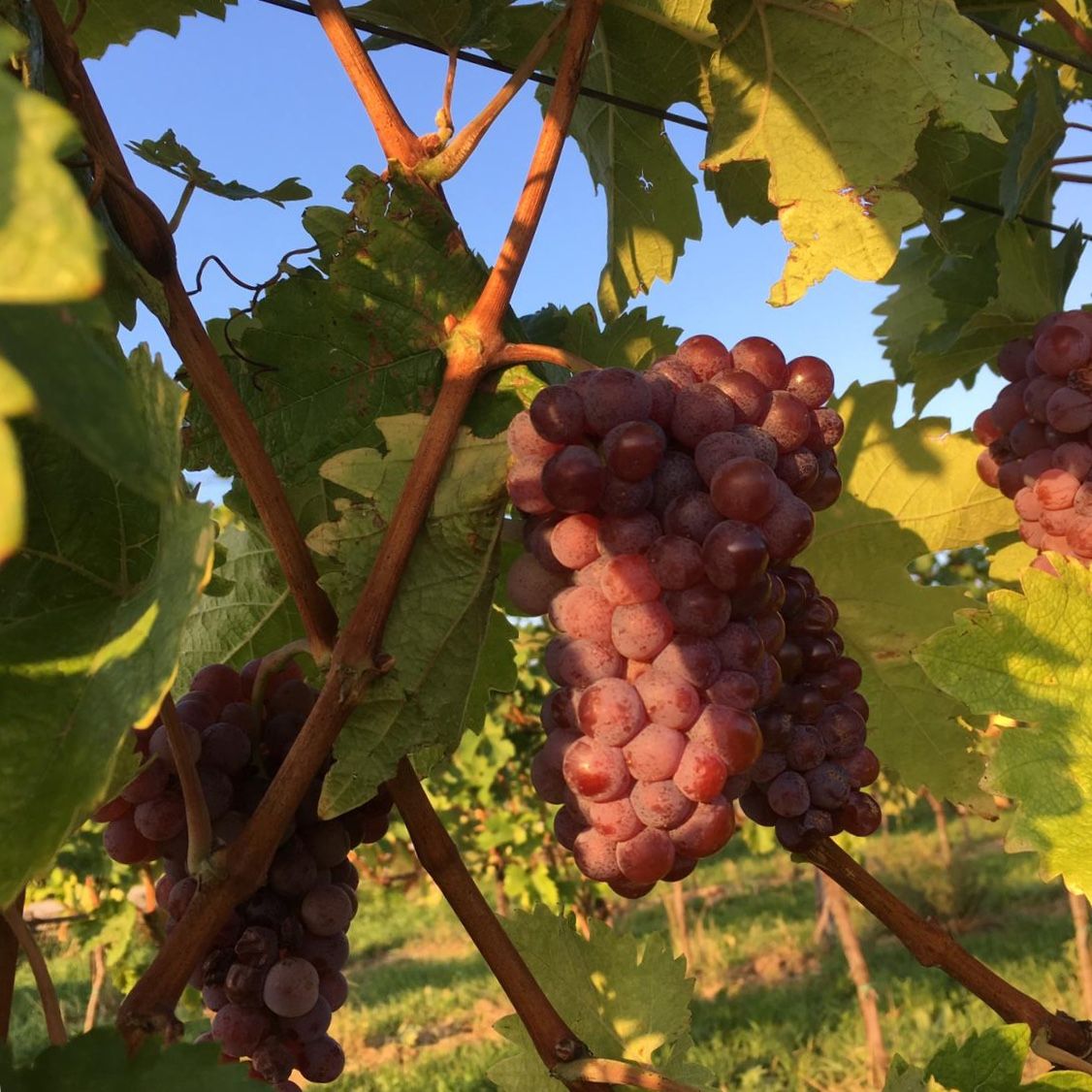 Our grapes
