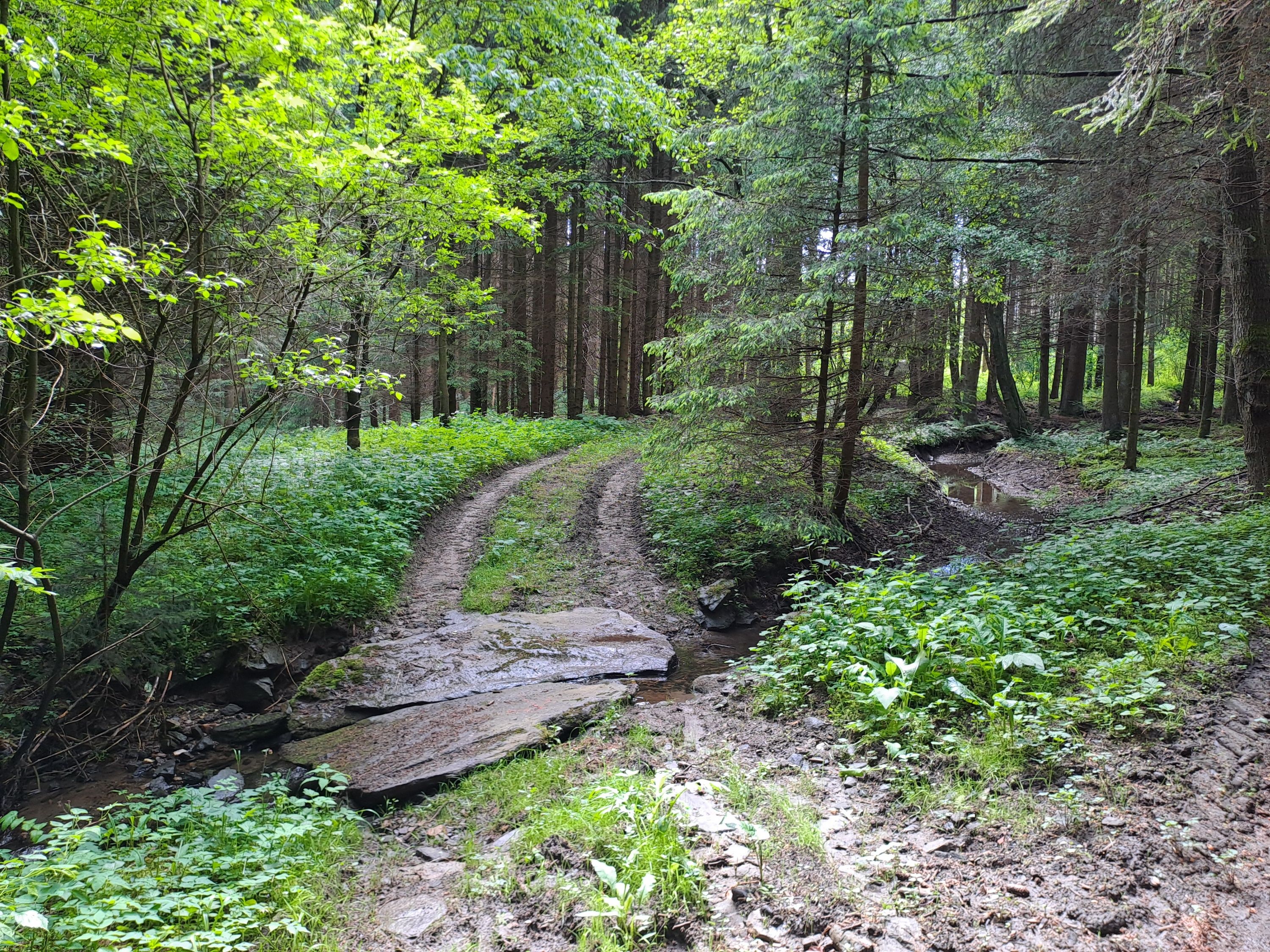 Forest path 