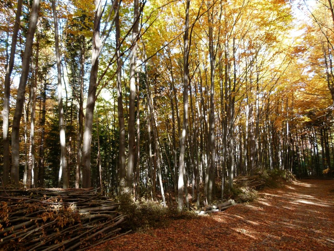 Autumnal forest path