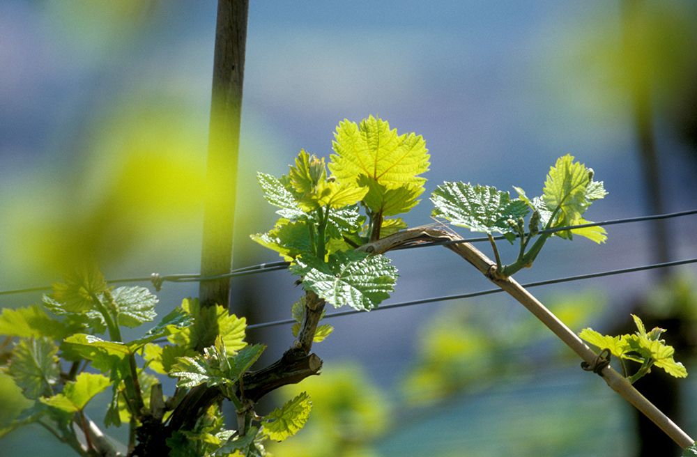 Close-up of grapevines with young, green leaves against a blurred background.