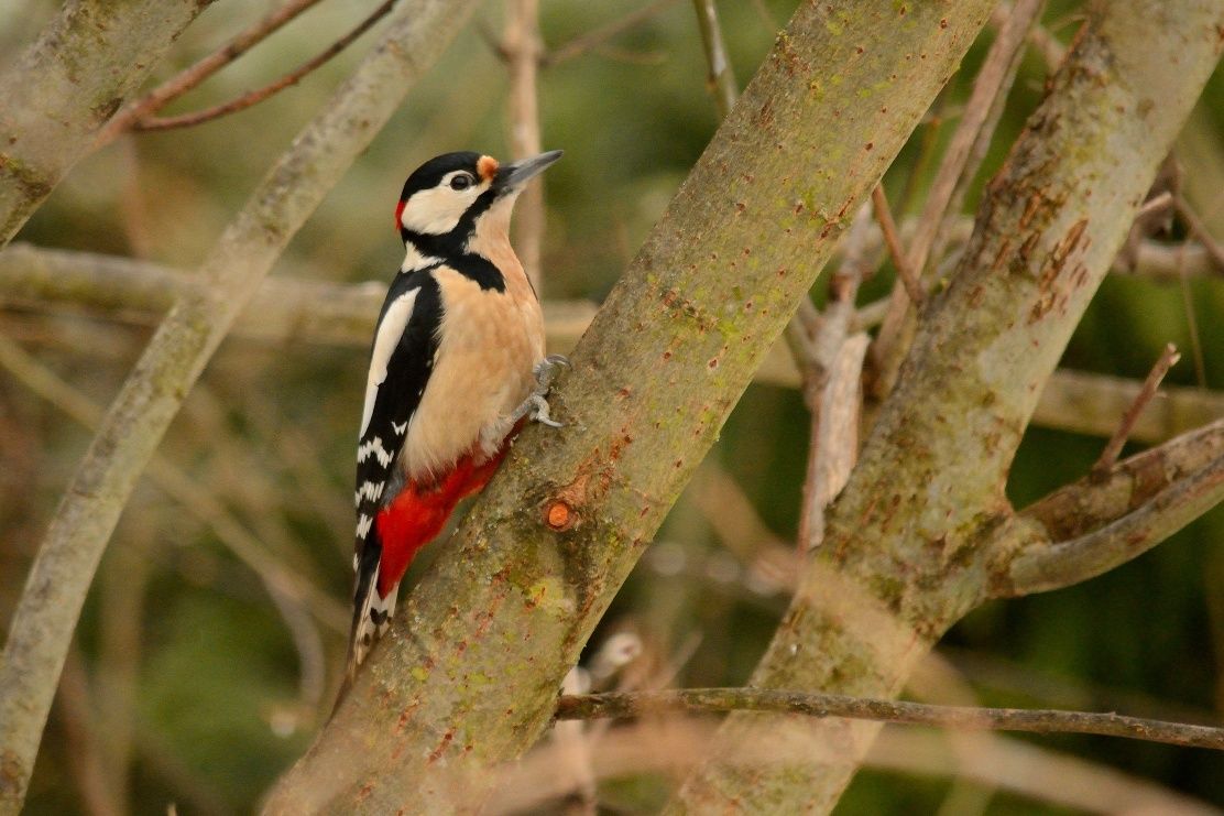 Great spotted woodpecker