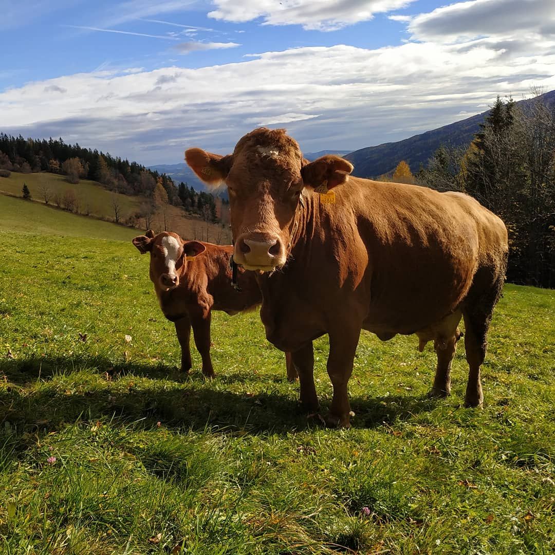 Two cows in a green pasture with hills and trees in the background.
