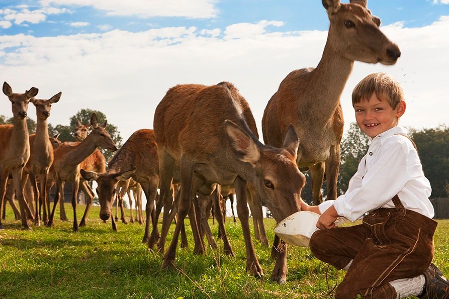 A boy in traditional clothing feeds deer in a meadow.