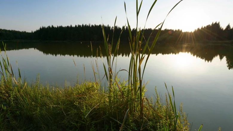 Sunset over a quiet pond with reeds in the foreground and forest in the background.