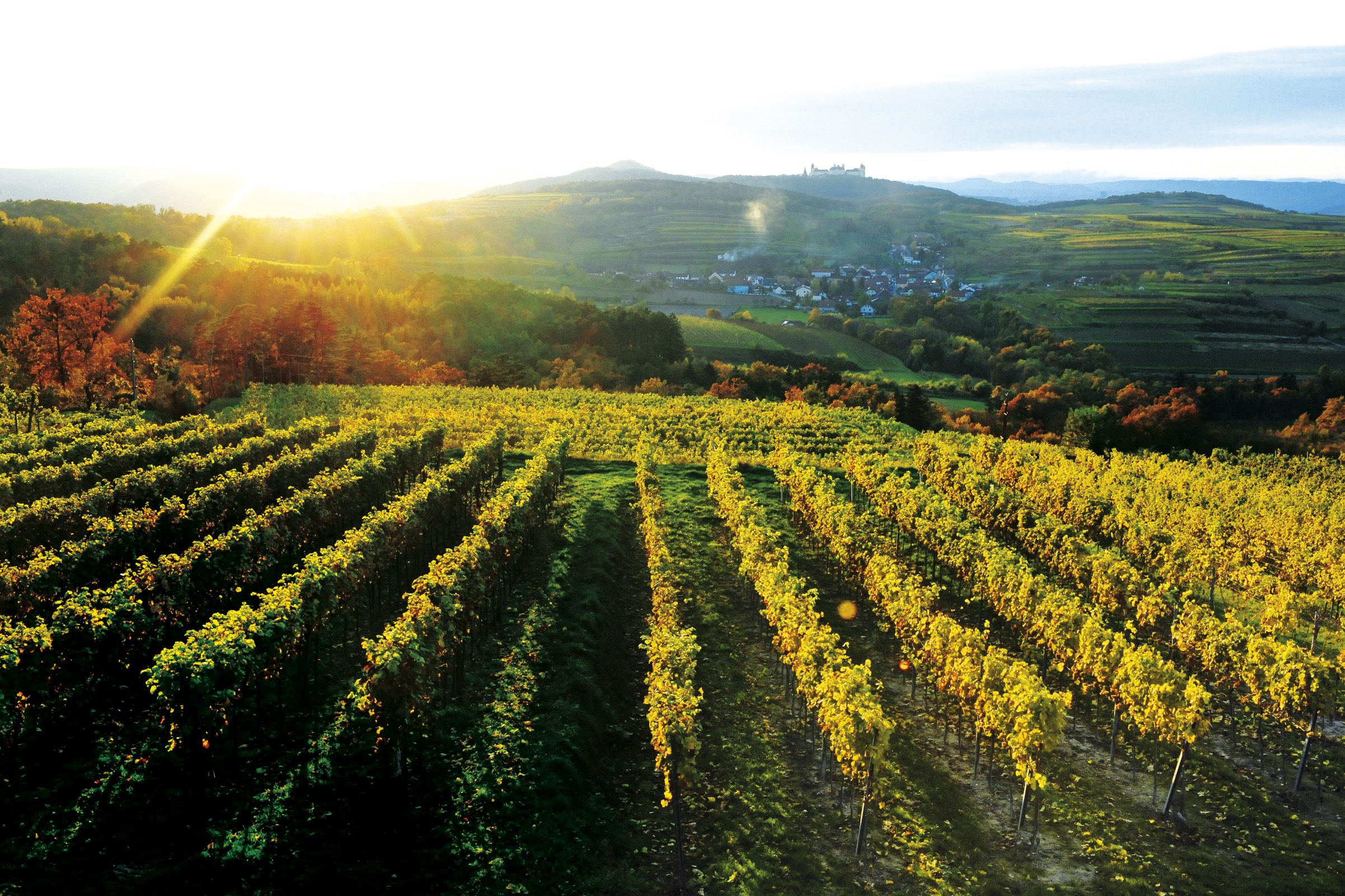 Vineyards at sunset with the village in the background.