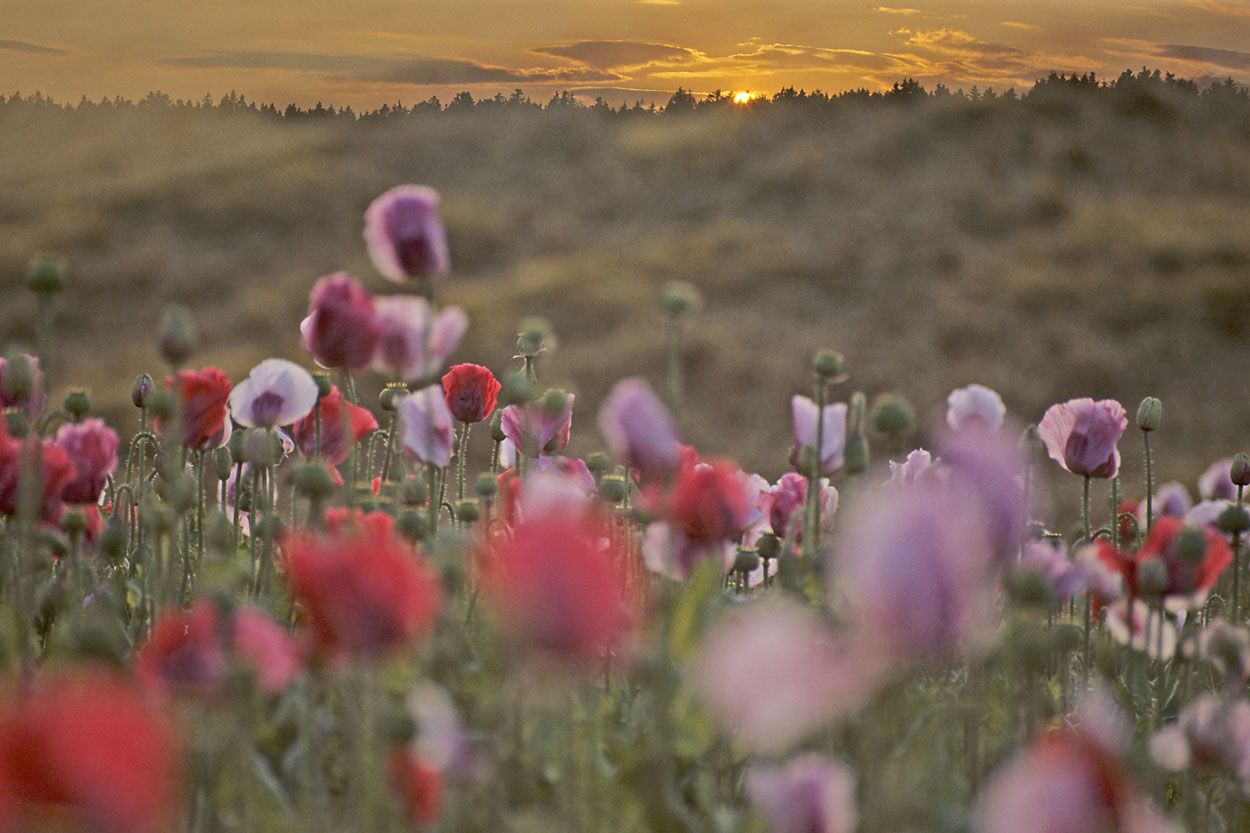 A poppy field at sunset with red and pink flowers in the foreground.