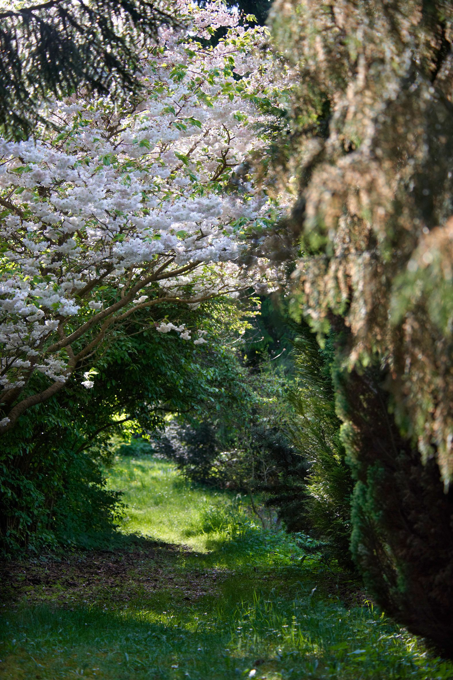 A blossoming tree with white flowers above a narrow, grassy path in a garden.