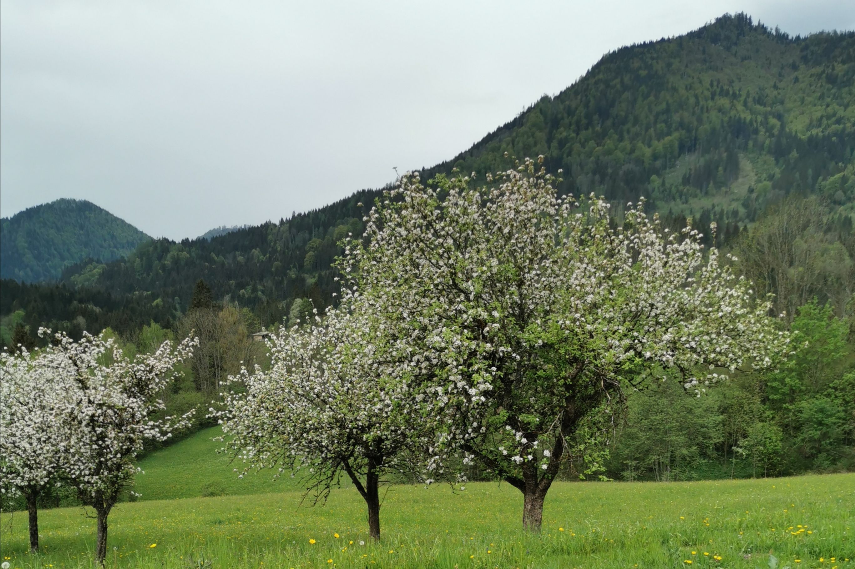Spring at the Lasingerhof