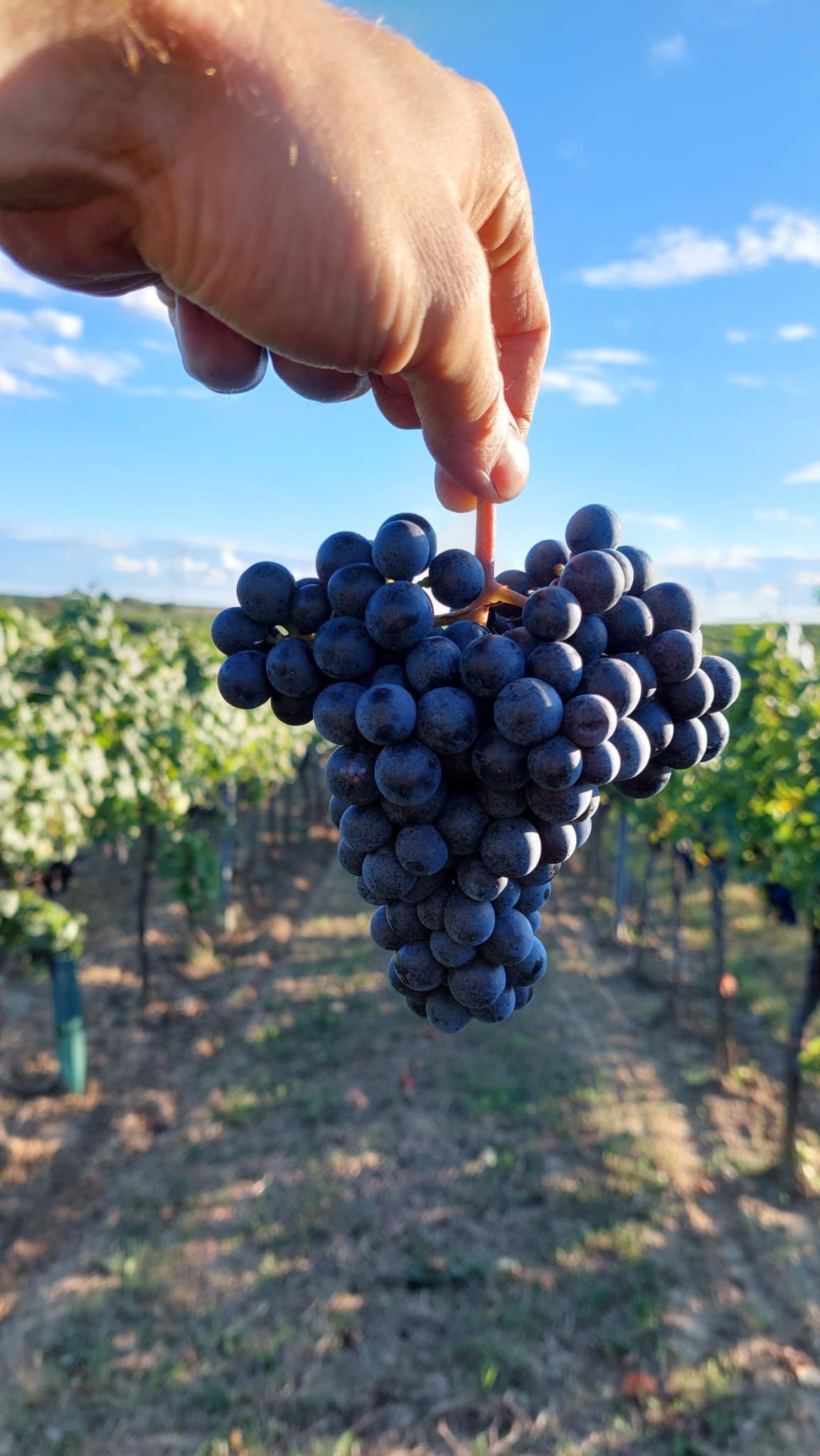 A hand holds a bunch of grapes in a vineyard under a blue sky.