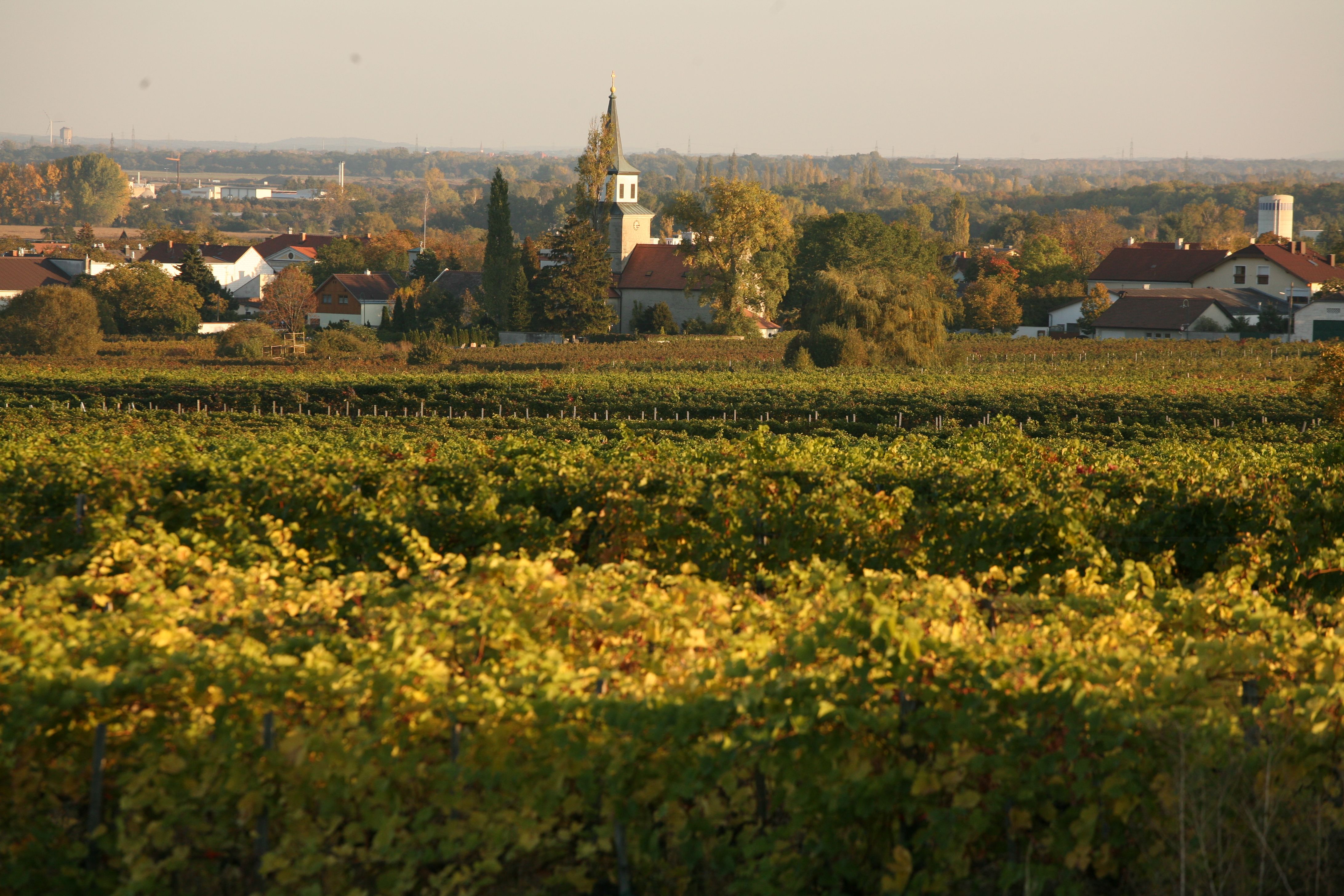Vineyards in Sooß with the church in the background at sunset.