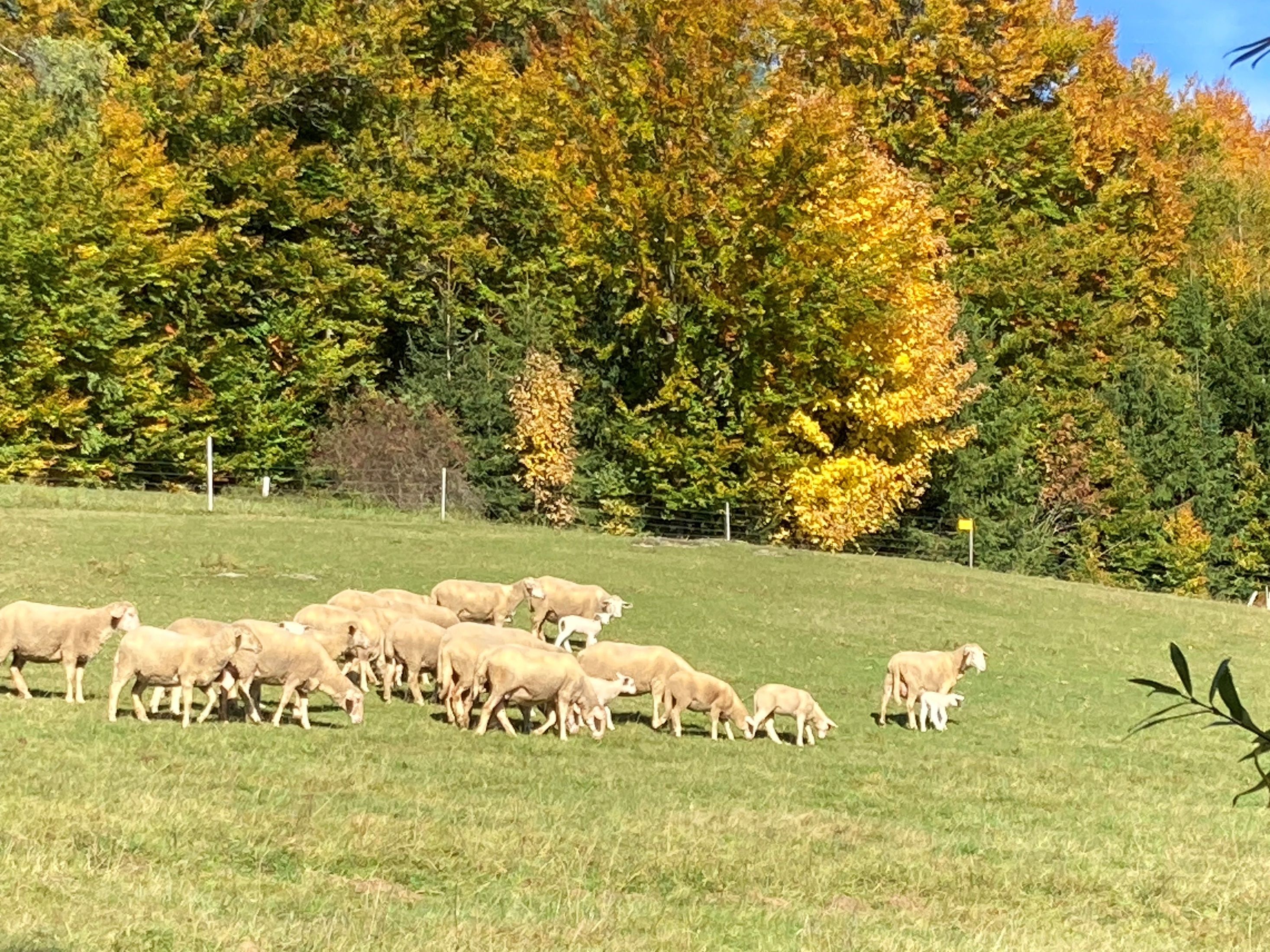 A flock of sheep graze on a meadow in front of an autumn-colored forest.