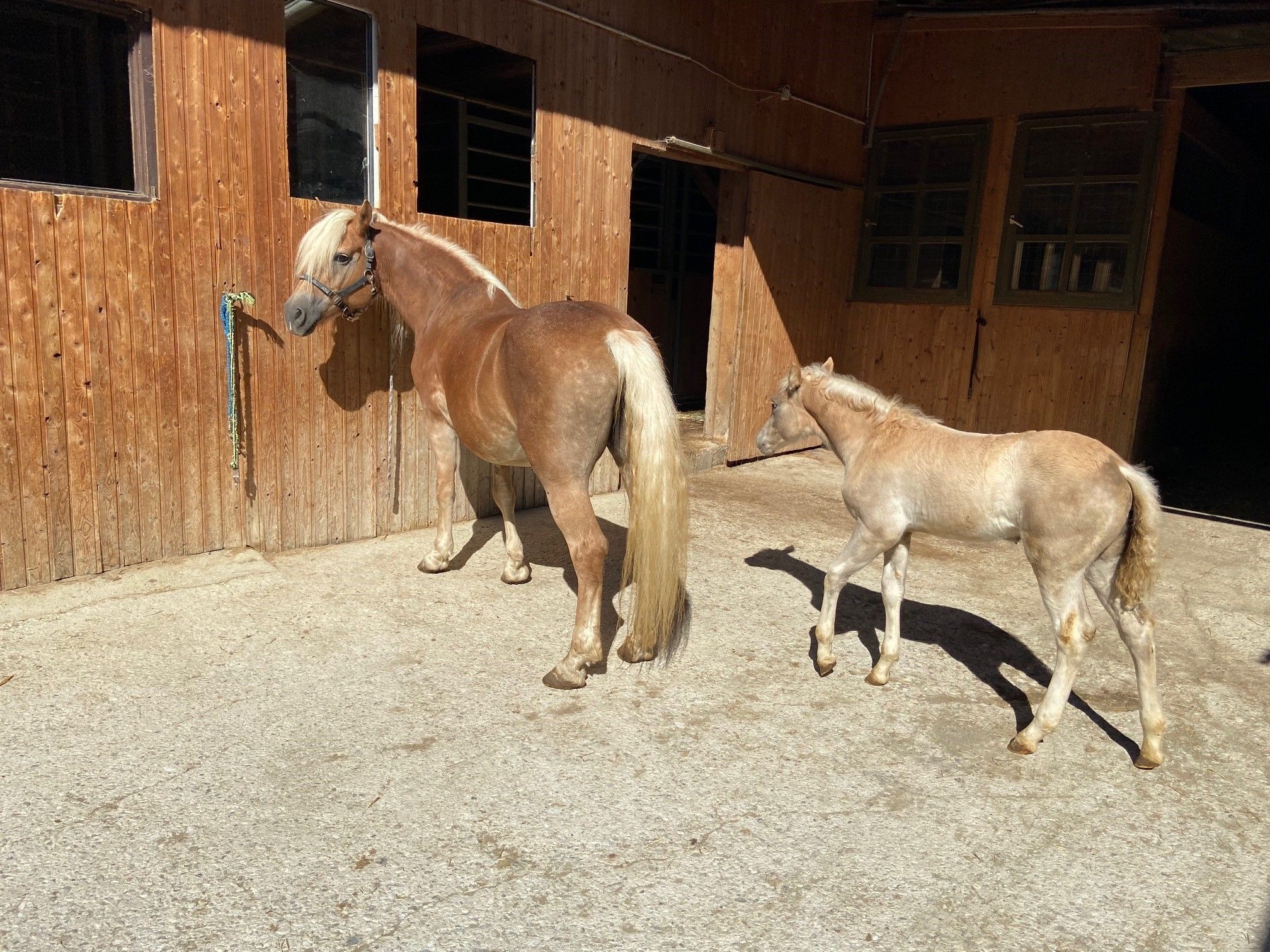 A Haflinger horse and a foal stand in front of a wooden stable.