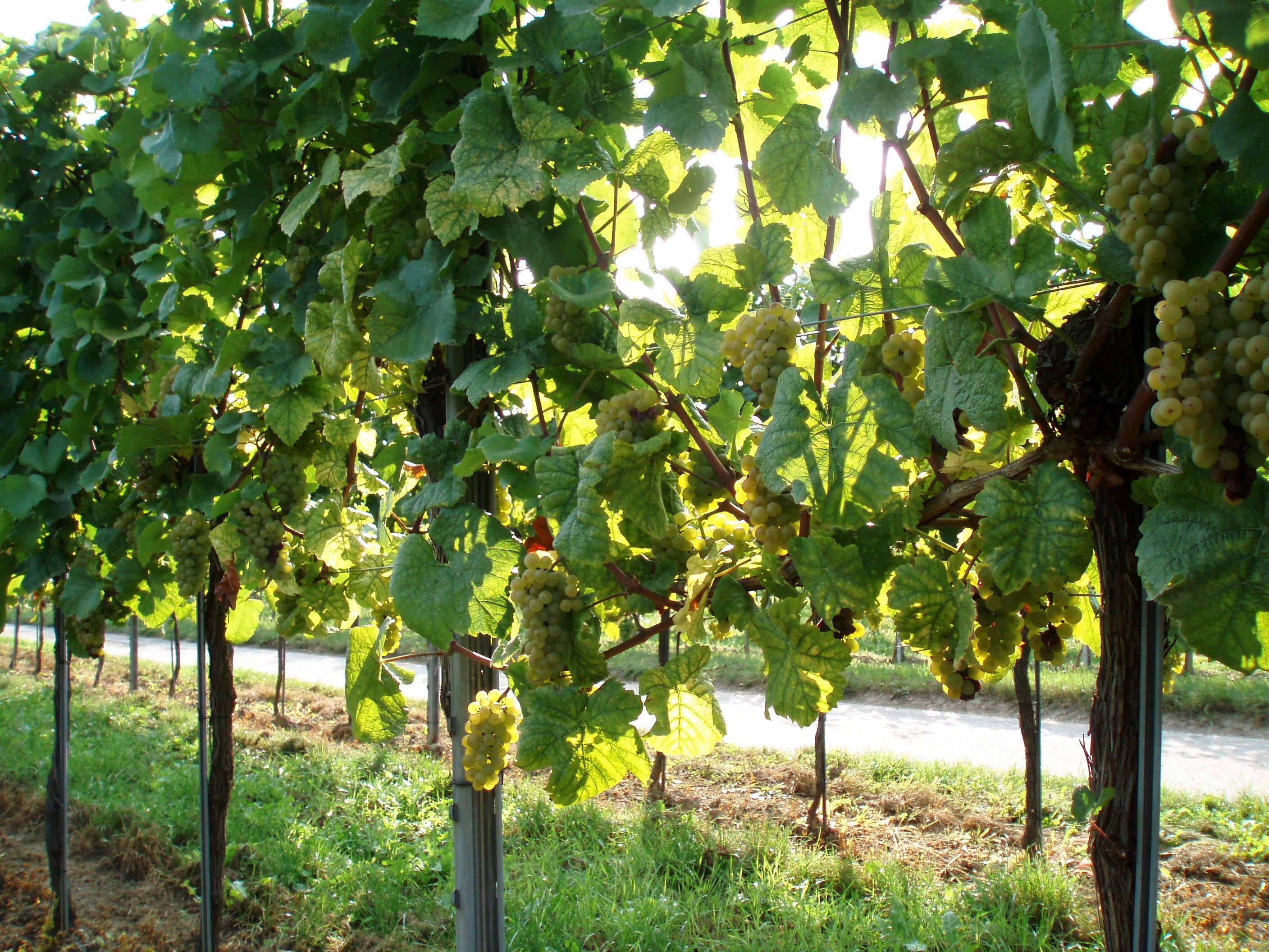 Vineyards