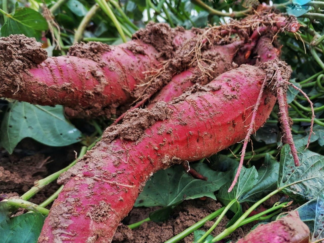 Etlinger Farm