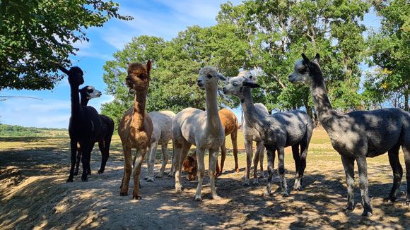 A group of alpacas stands on a sunny path surrounded by trees.