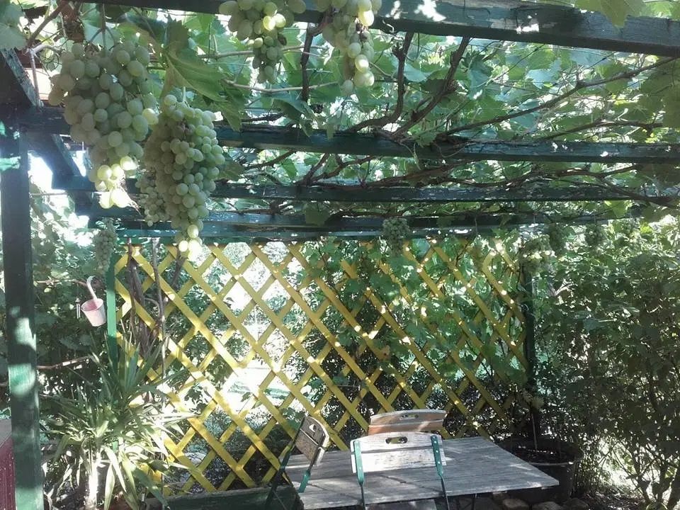 Pergola in the garden of Paul Seel