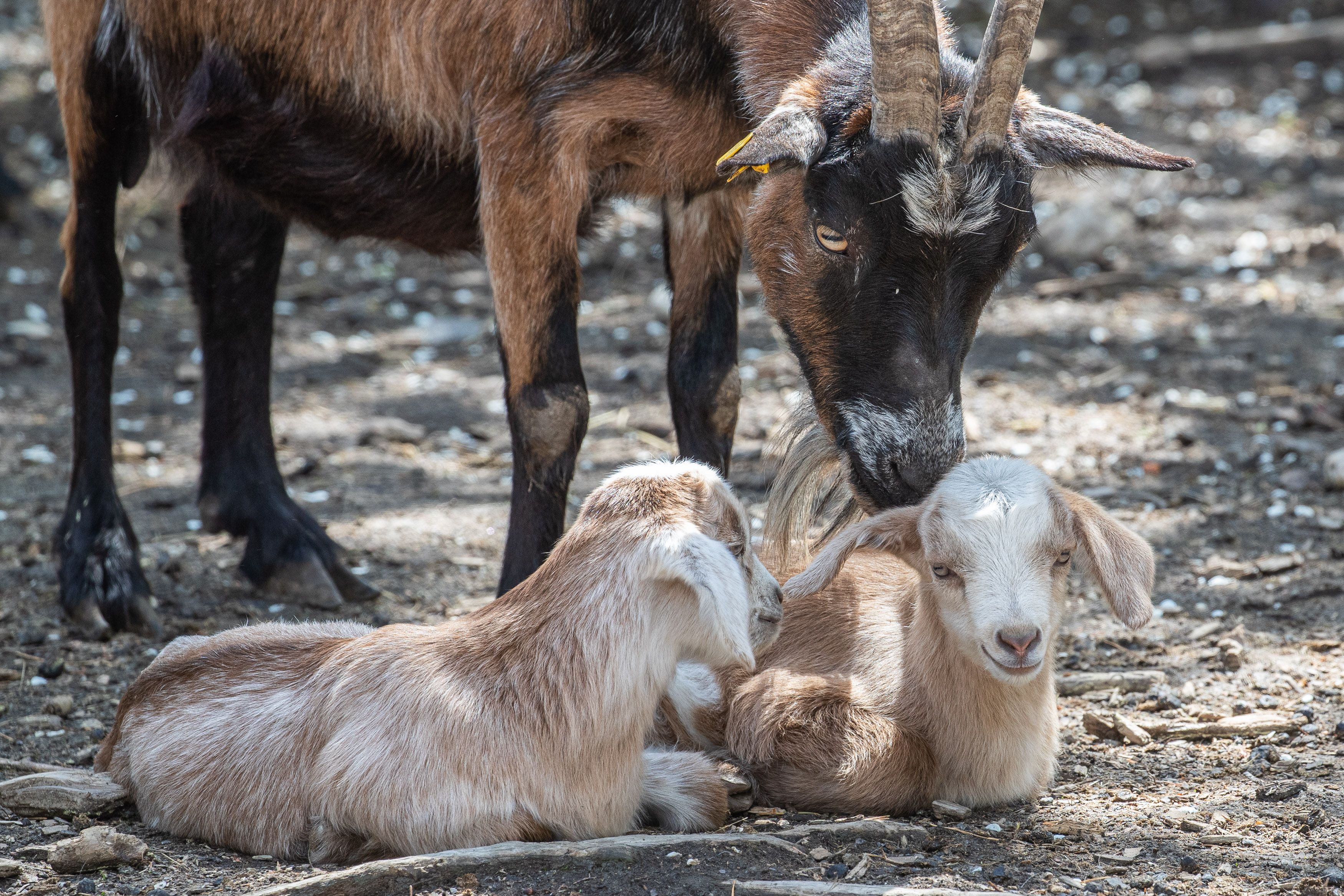 Goat offspring with mother(c) Geras Nature Park