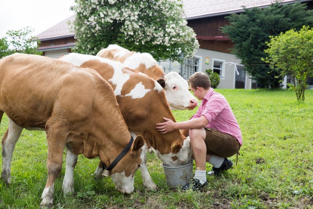 Sonnhalmberg farm cheese dairy
