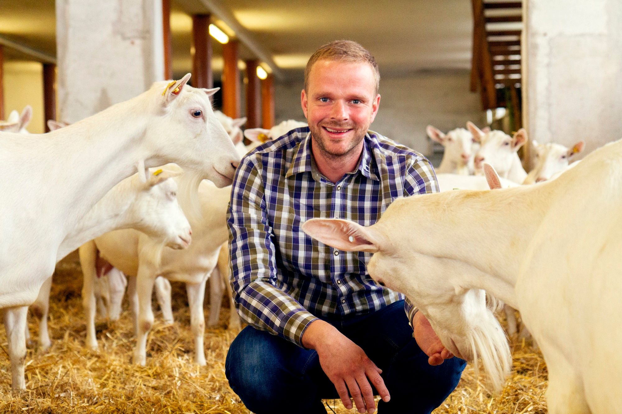 A man in a checked shirt kneels in a stable full of white goats.