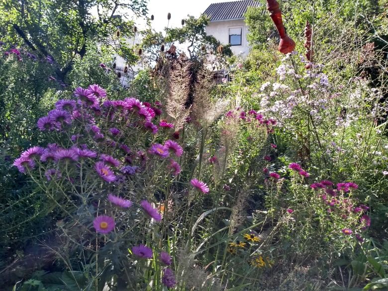 A blooming garden with purple and pink flowers, surrounded by green plants and a house in the background.