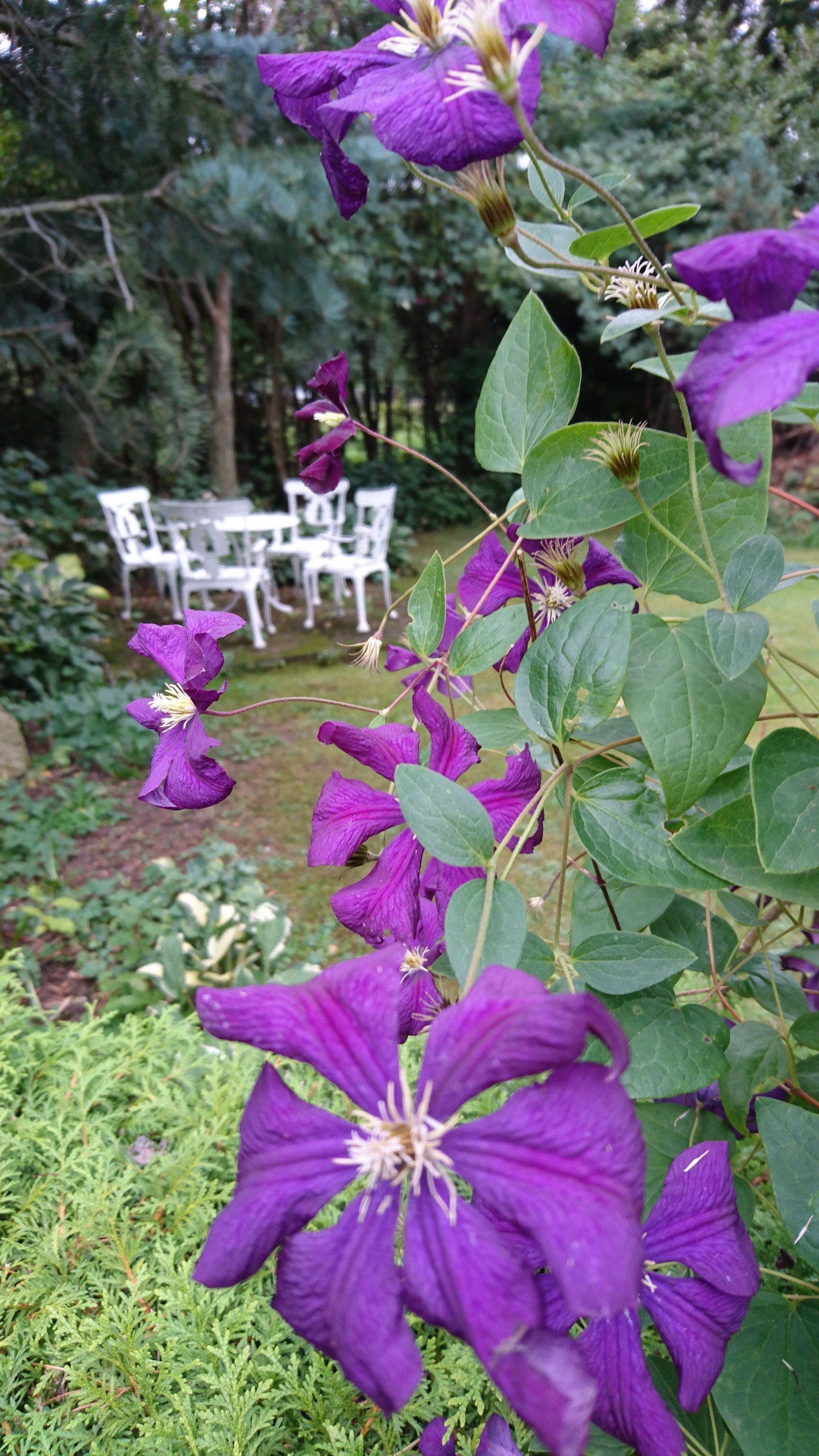 Purple flowers in the foreground, white garden furniture in the background.