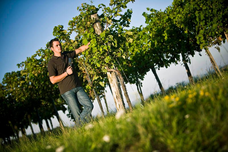 A man inspects vines in a vineyard in sunny weather.