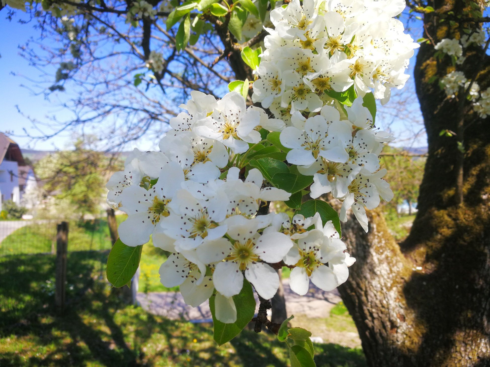 Blossoming fruit tree in spring