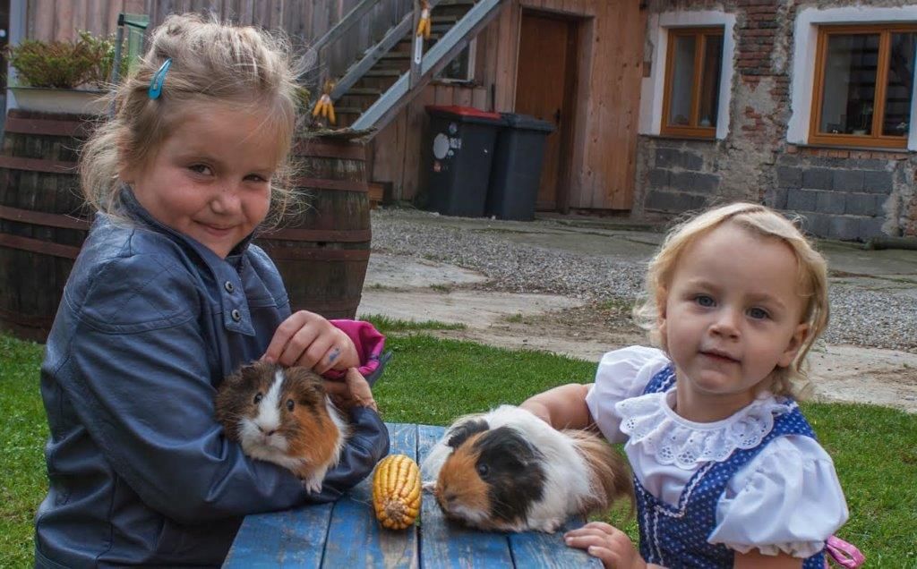Guinea pig