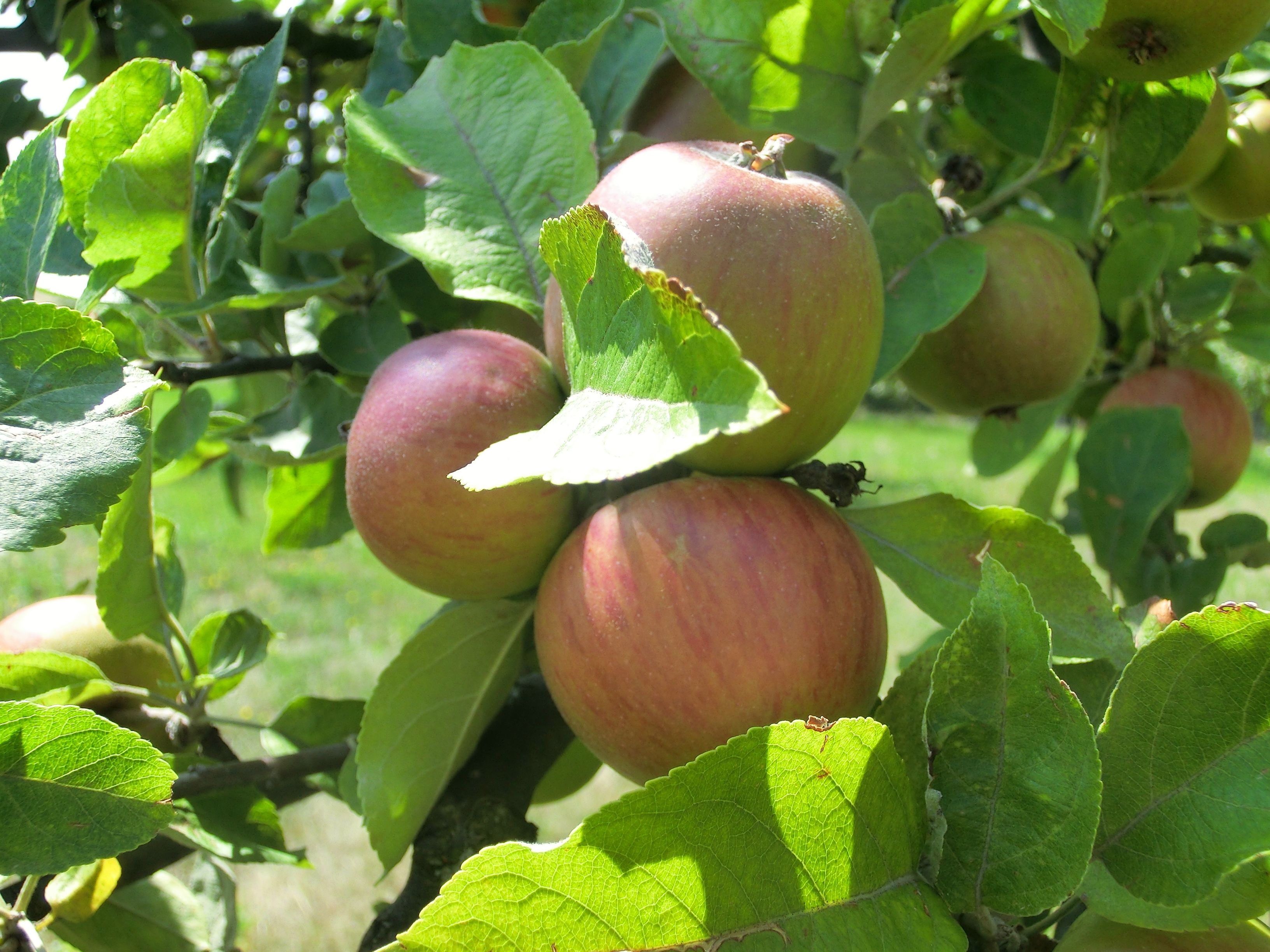 Close-up of red apples on a tree with green leaves.