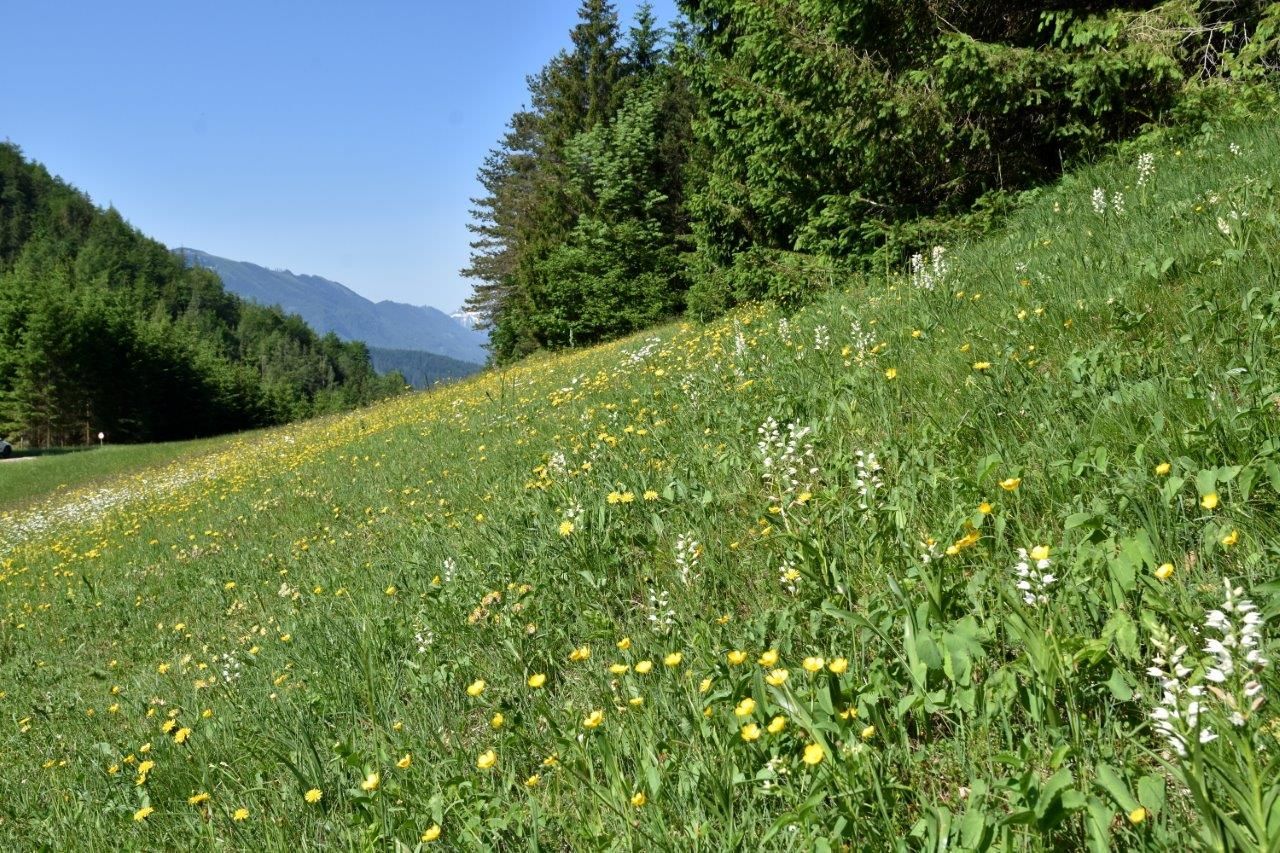Show meadow in the Kothbergtal valley near Lunz am See