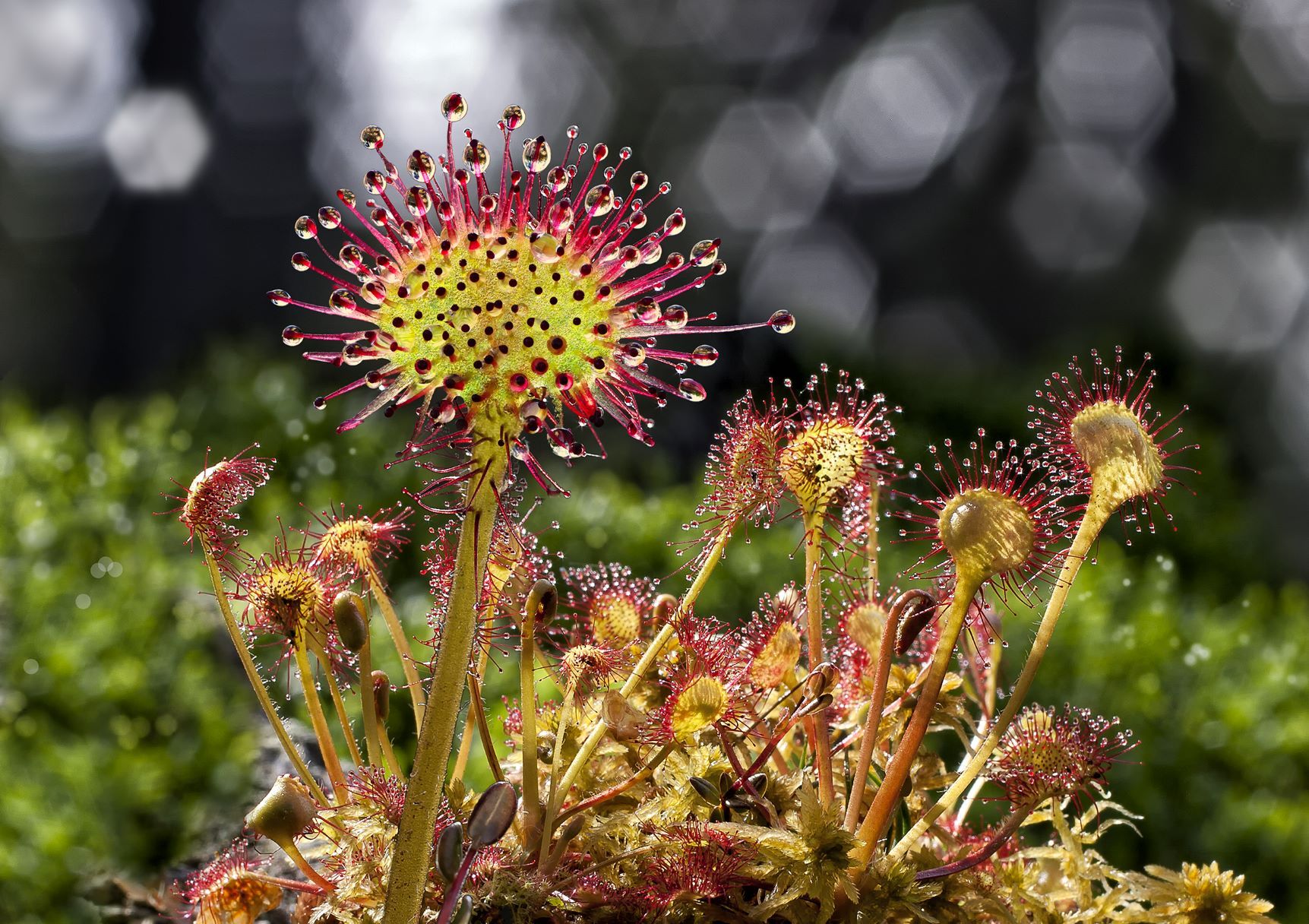Close-up of a carnivorous sundew plant with sticky drops on the tentacles.