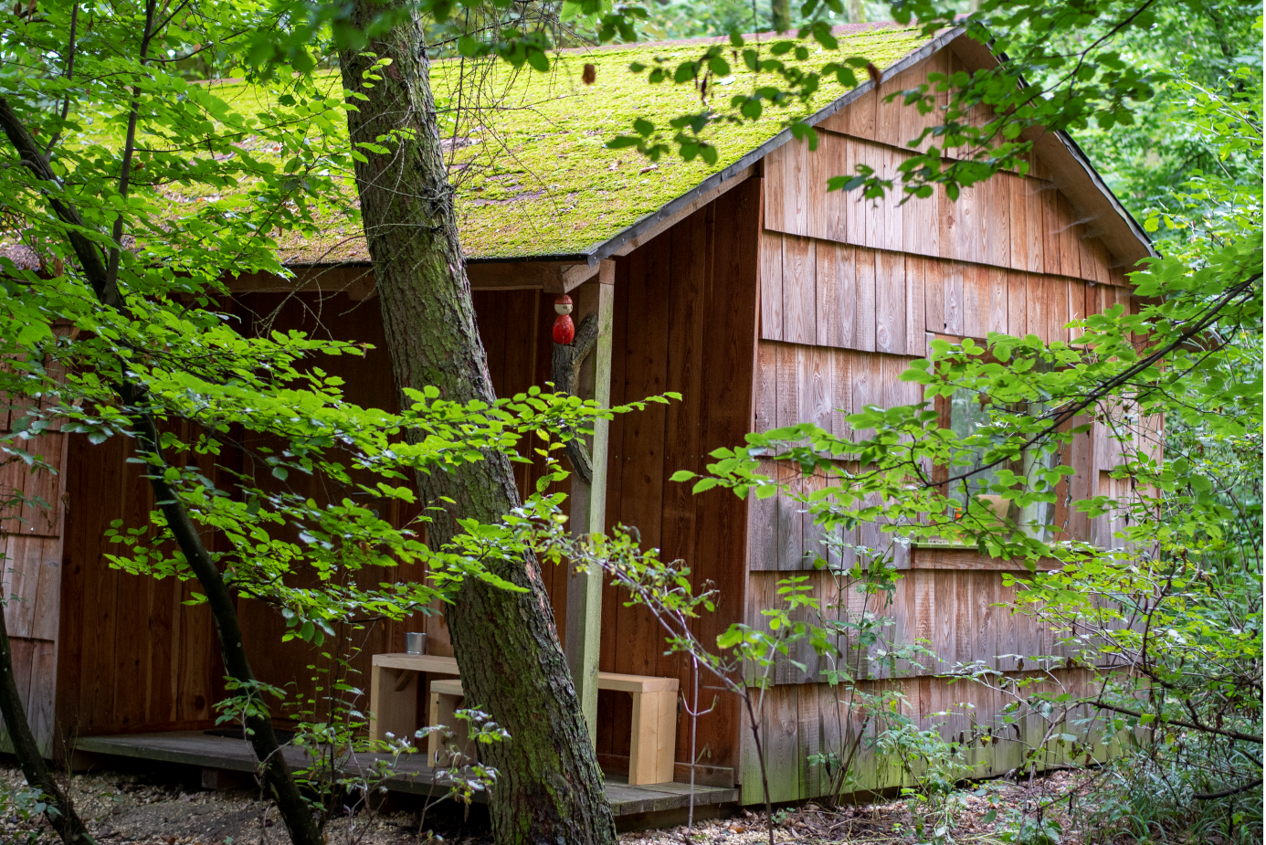 A small wooden hut in the forest with moss on the roof, surrounded by trees and plants.