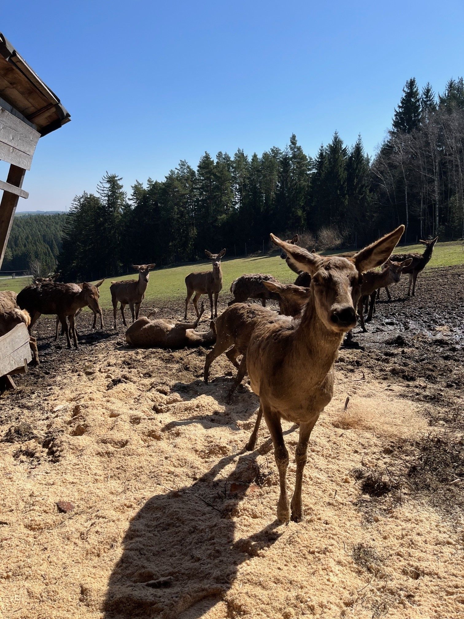 A group of deer stands on a farm in front of a forest.