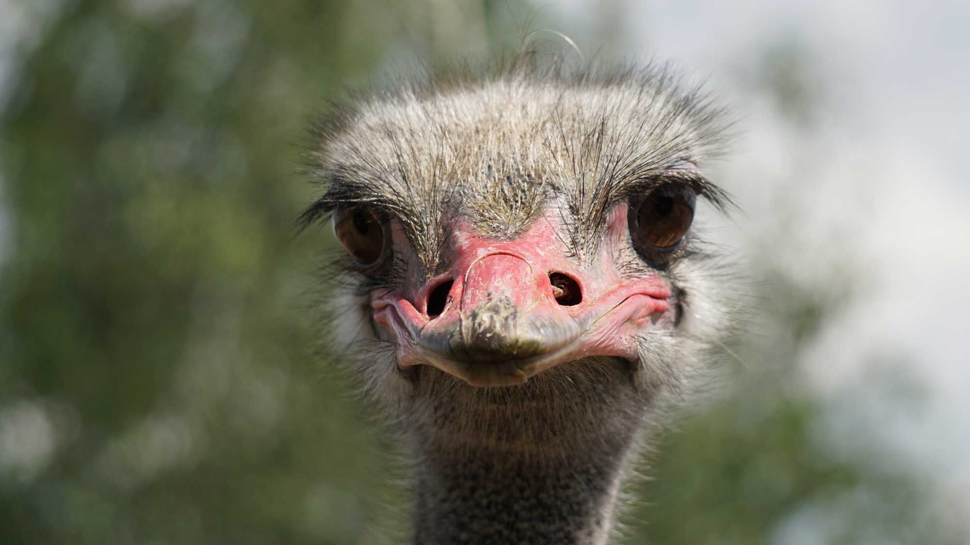 Ostrich gardener