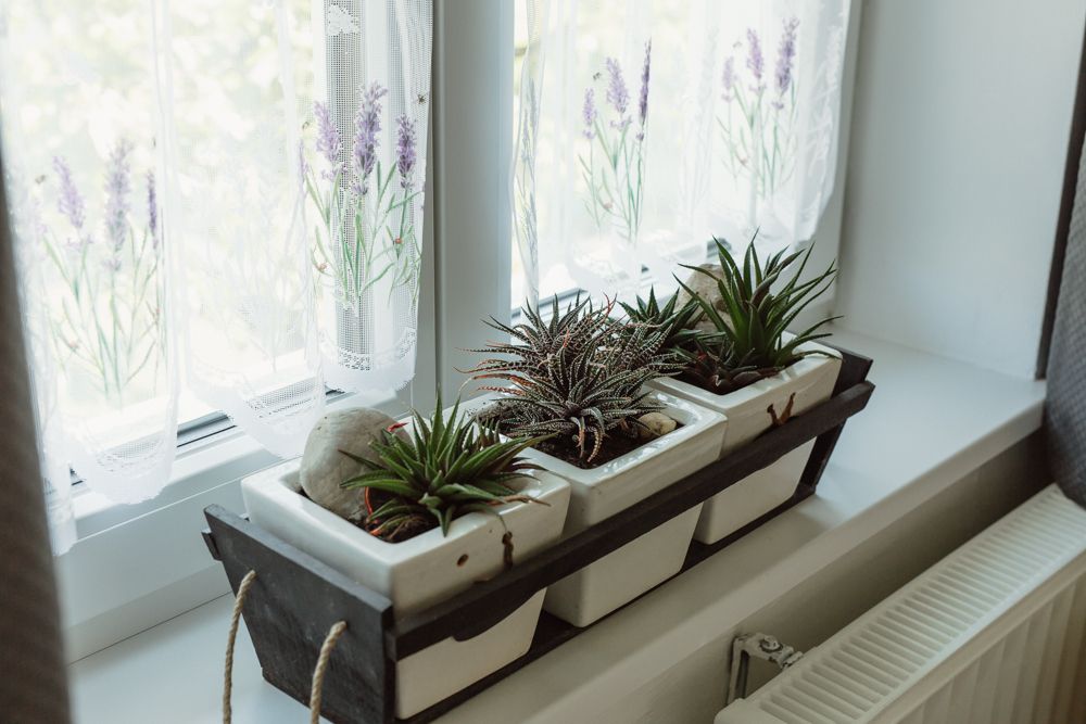 Three succulents in white pots on a windowsill with curtains.