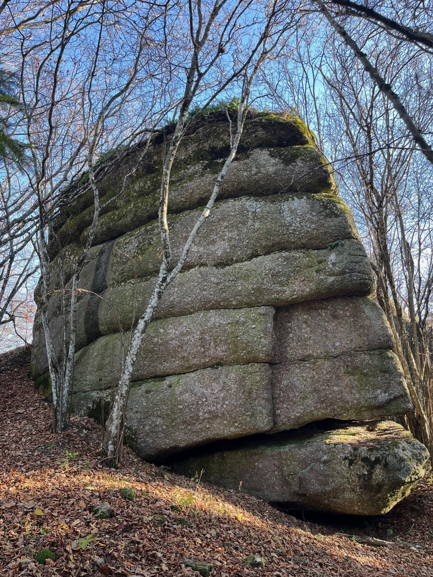 A large, moss-covered rock in the forest, surrounded by bare trees.