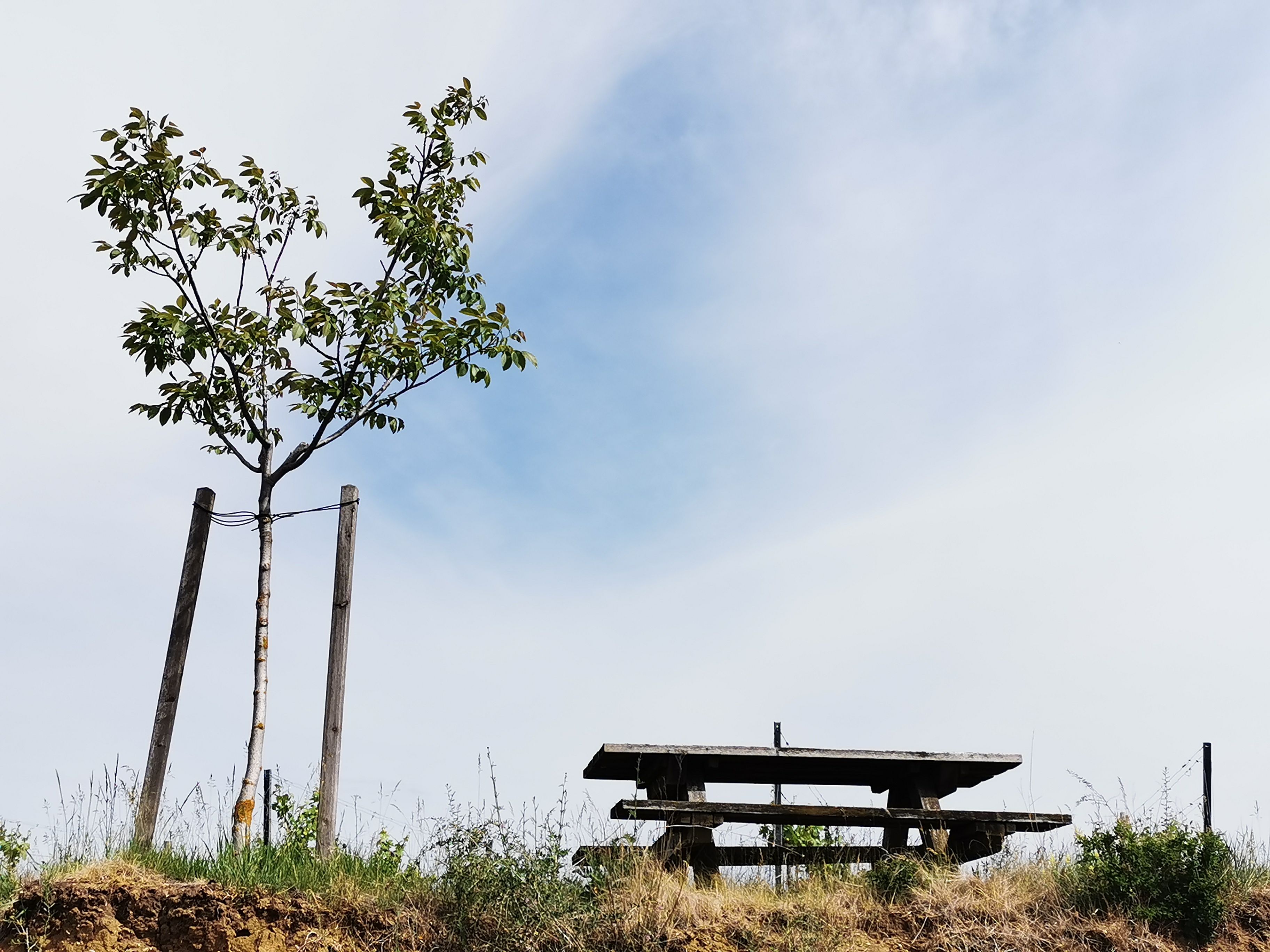 A small tree next to a wooden table on a hill under a blue sky.