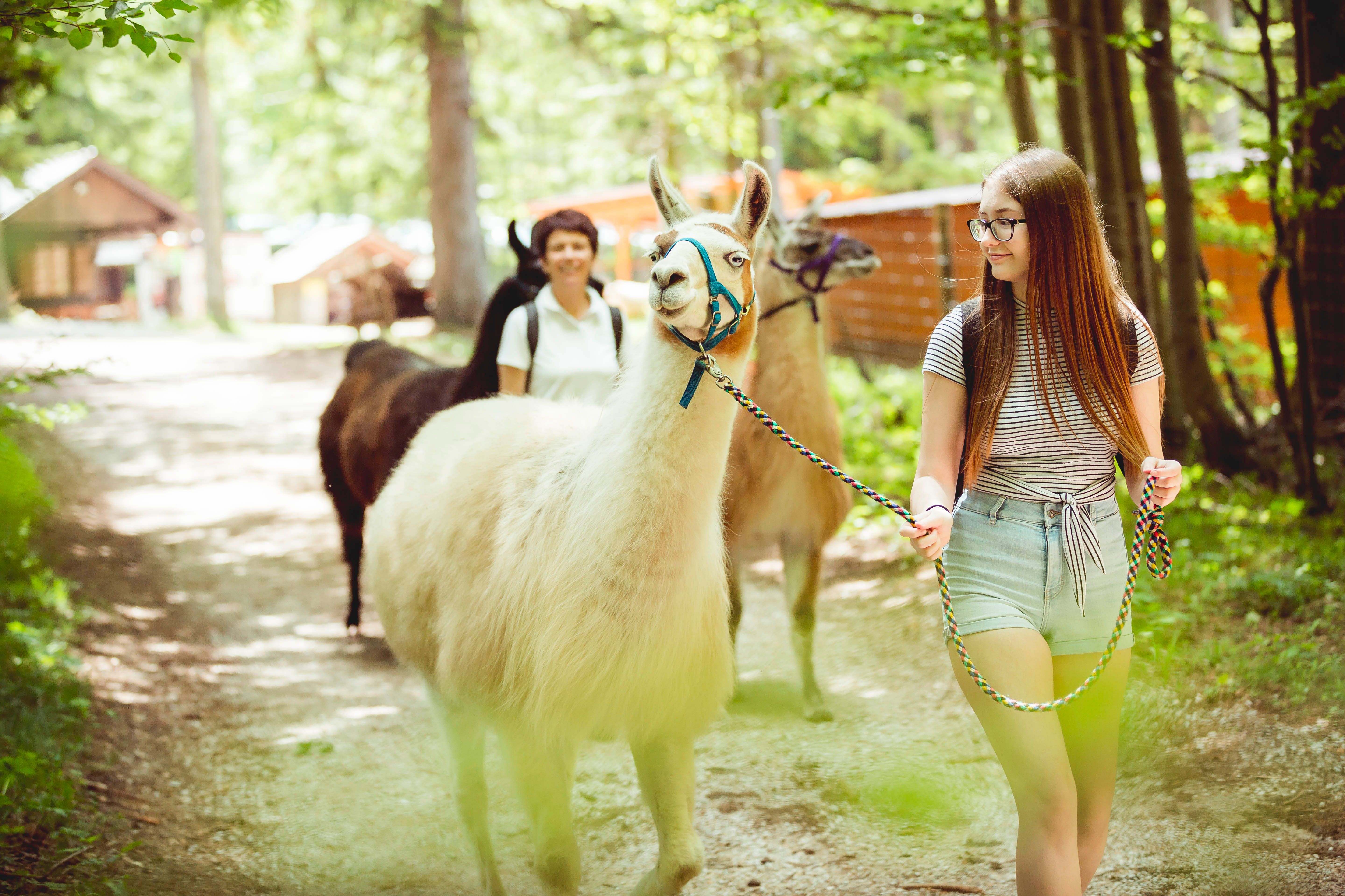 Two people leading llamas on a forest trail in the Hohe Wand Nature Park.