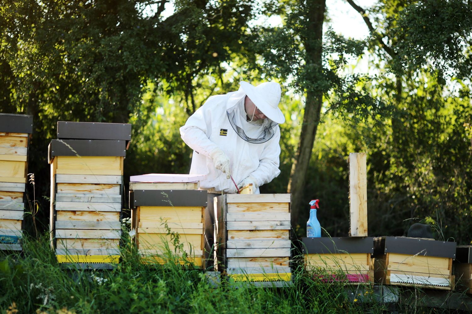 Beehives