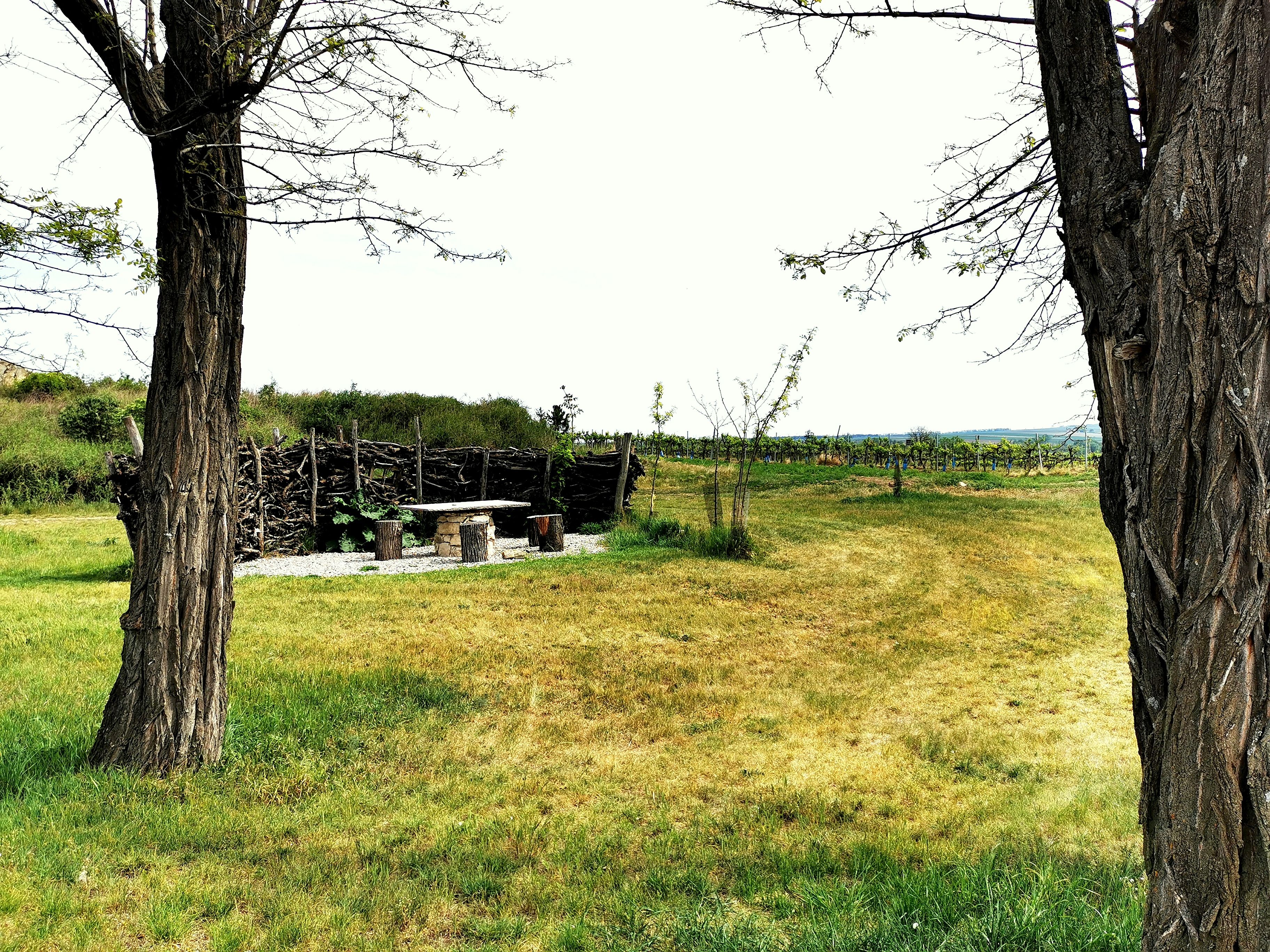 Landscape with trees, wooden table and benches, surrounded by meadows and vines.