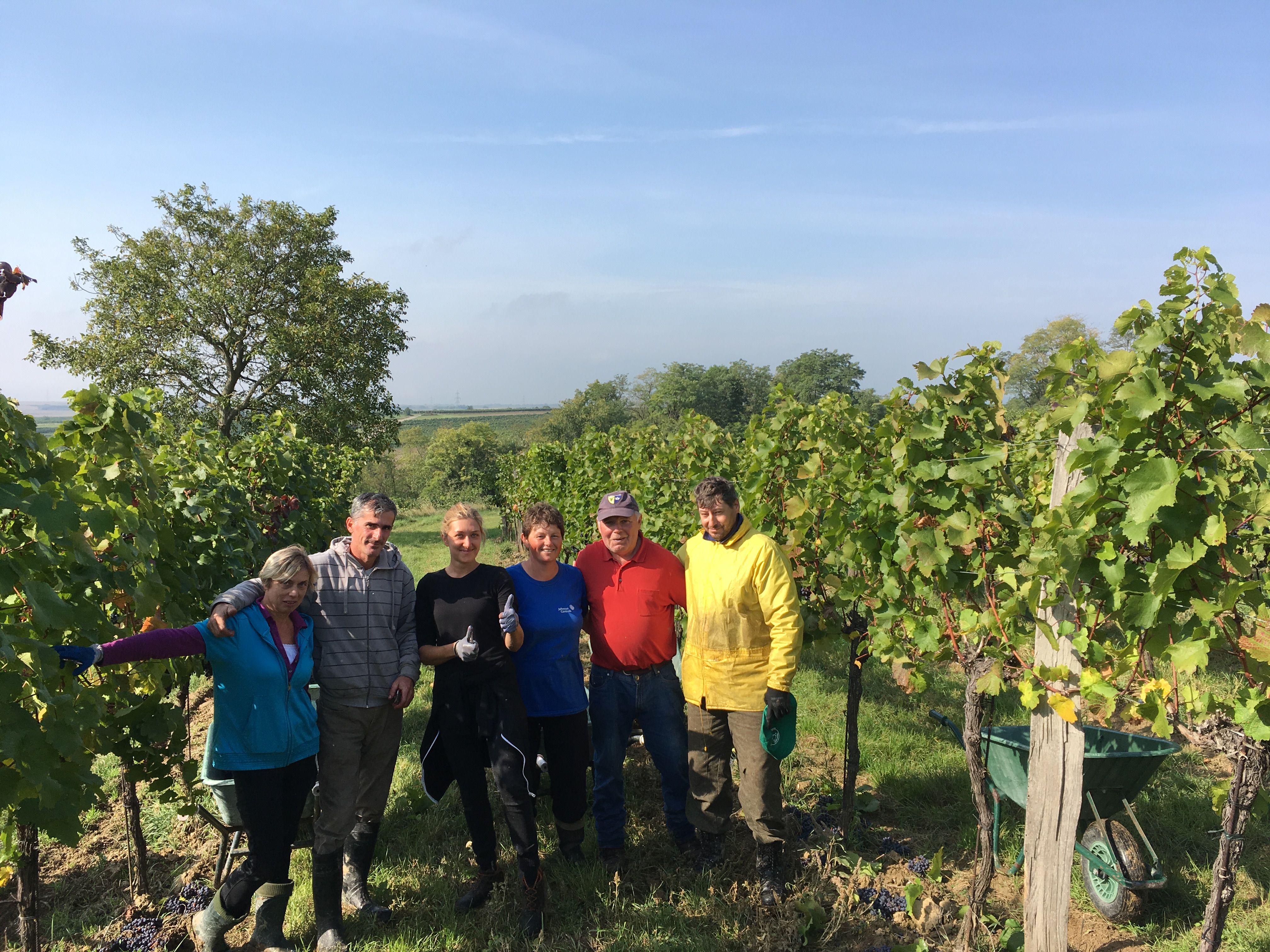 hand-picked at the Maringer winery